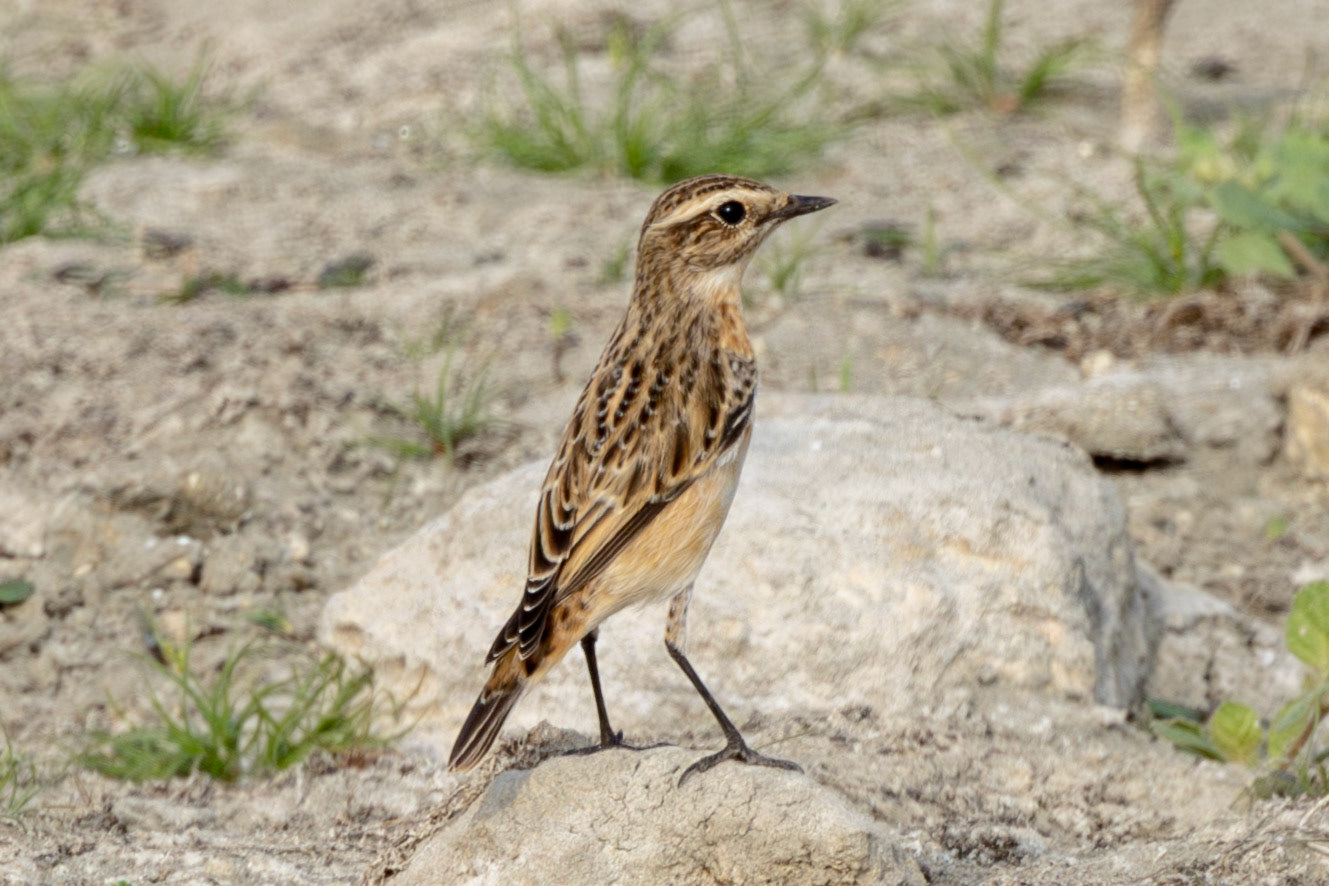 Whinchat