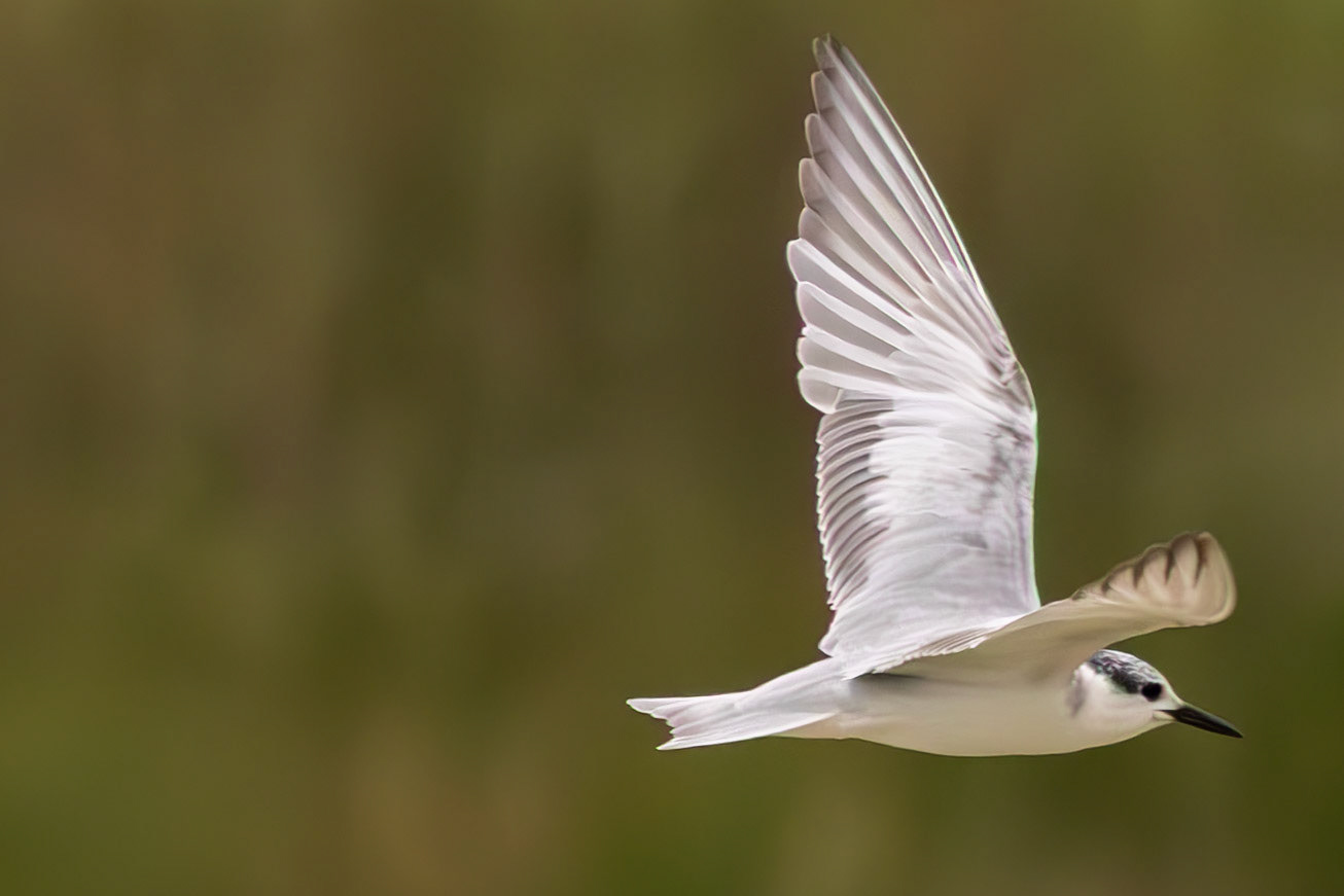 Gull-billed Tern