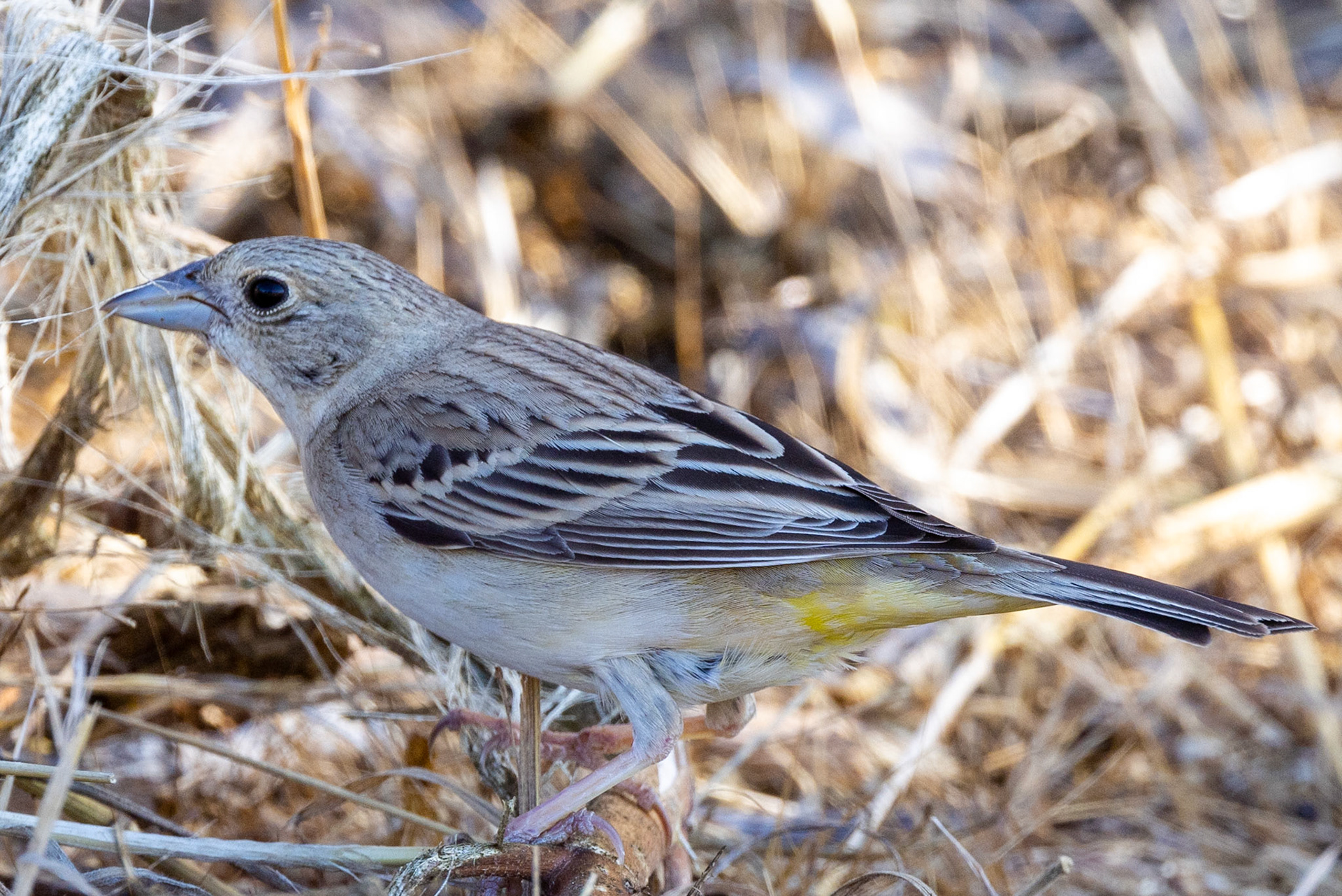 Black-headed Bunting