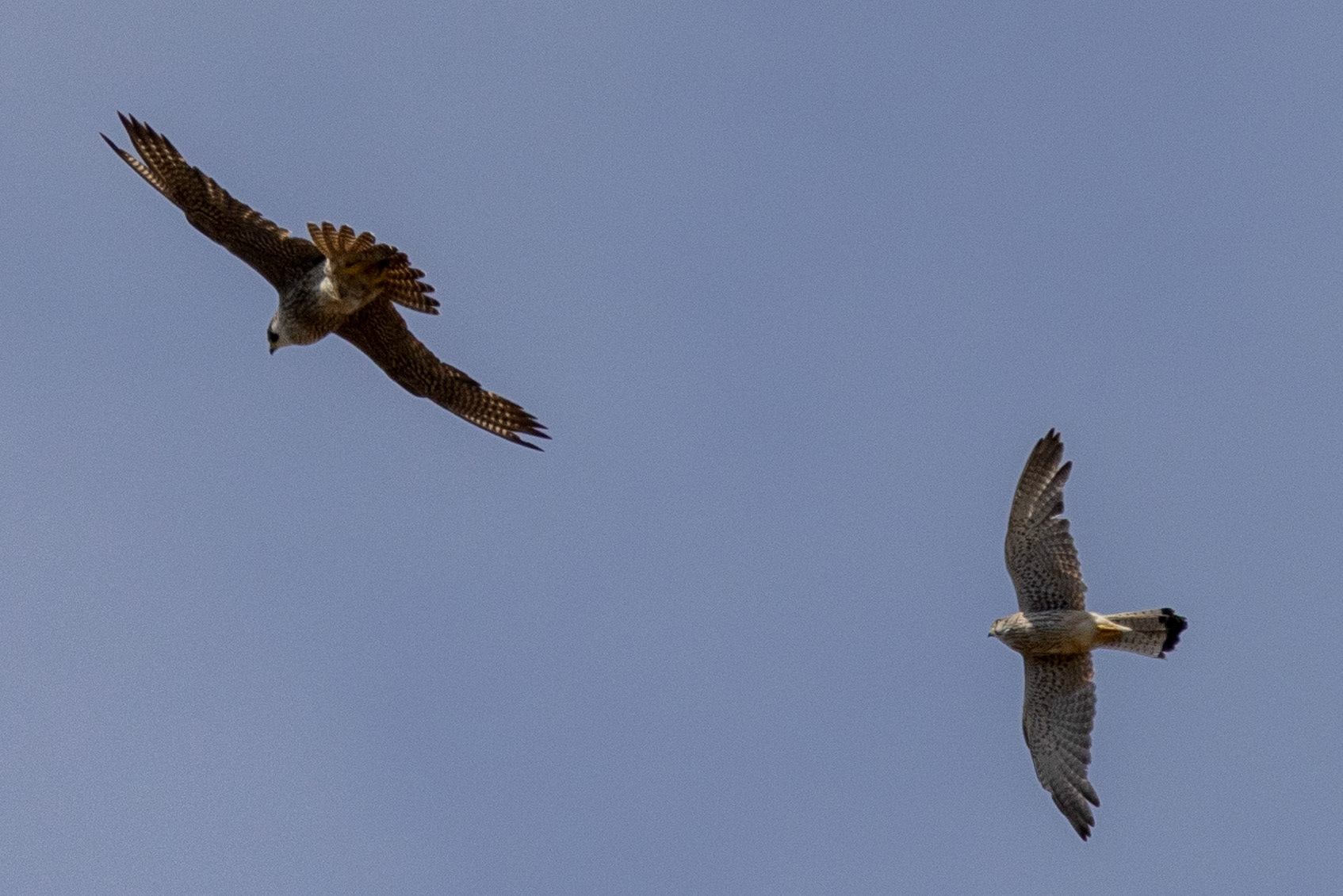 Peregrine Falcon
