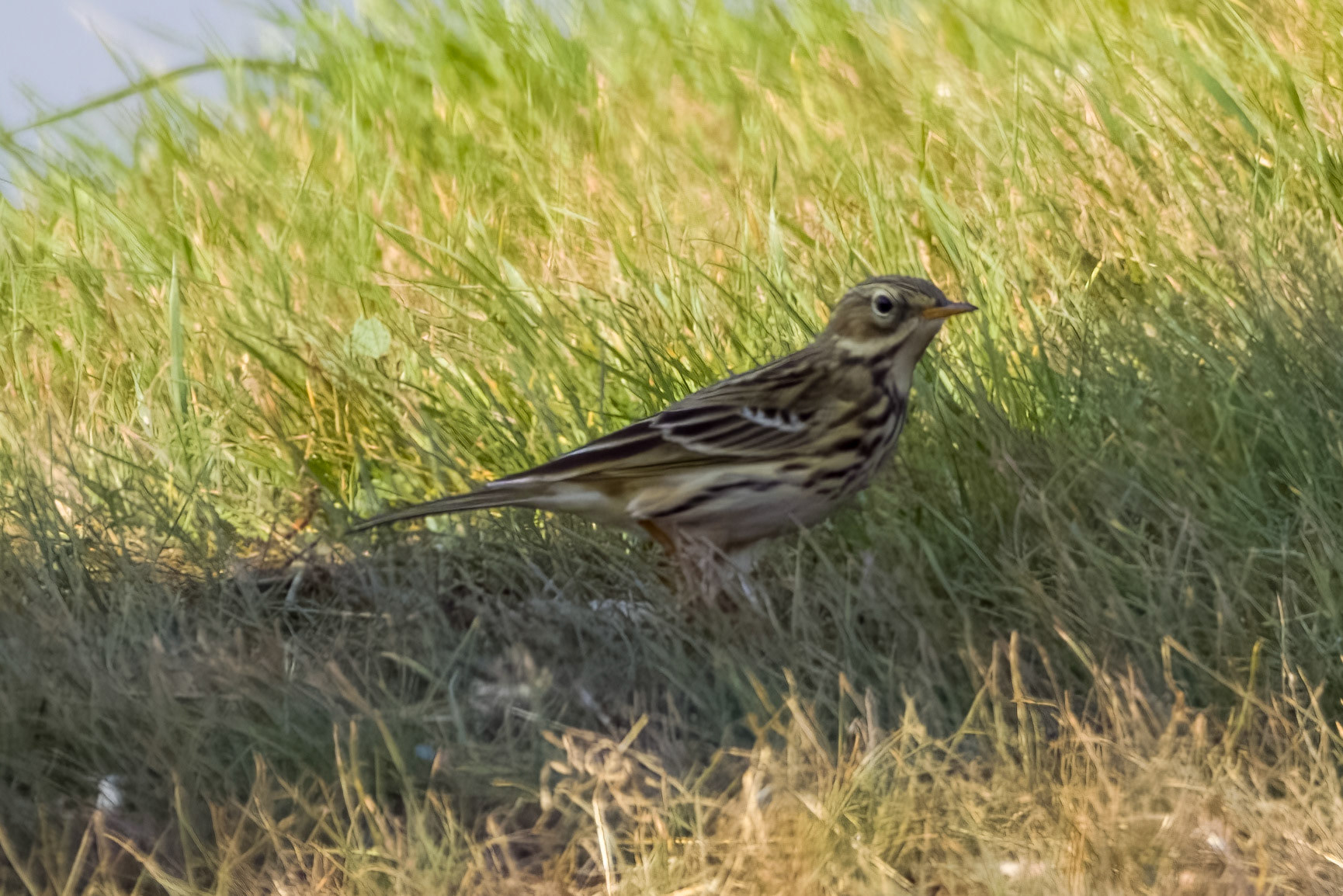 Red-throated Pipit