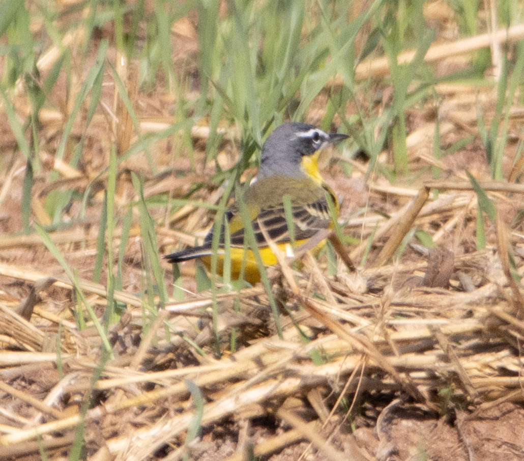 Blue-headed Wagtail