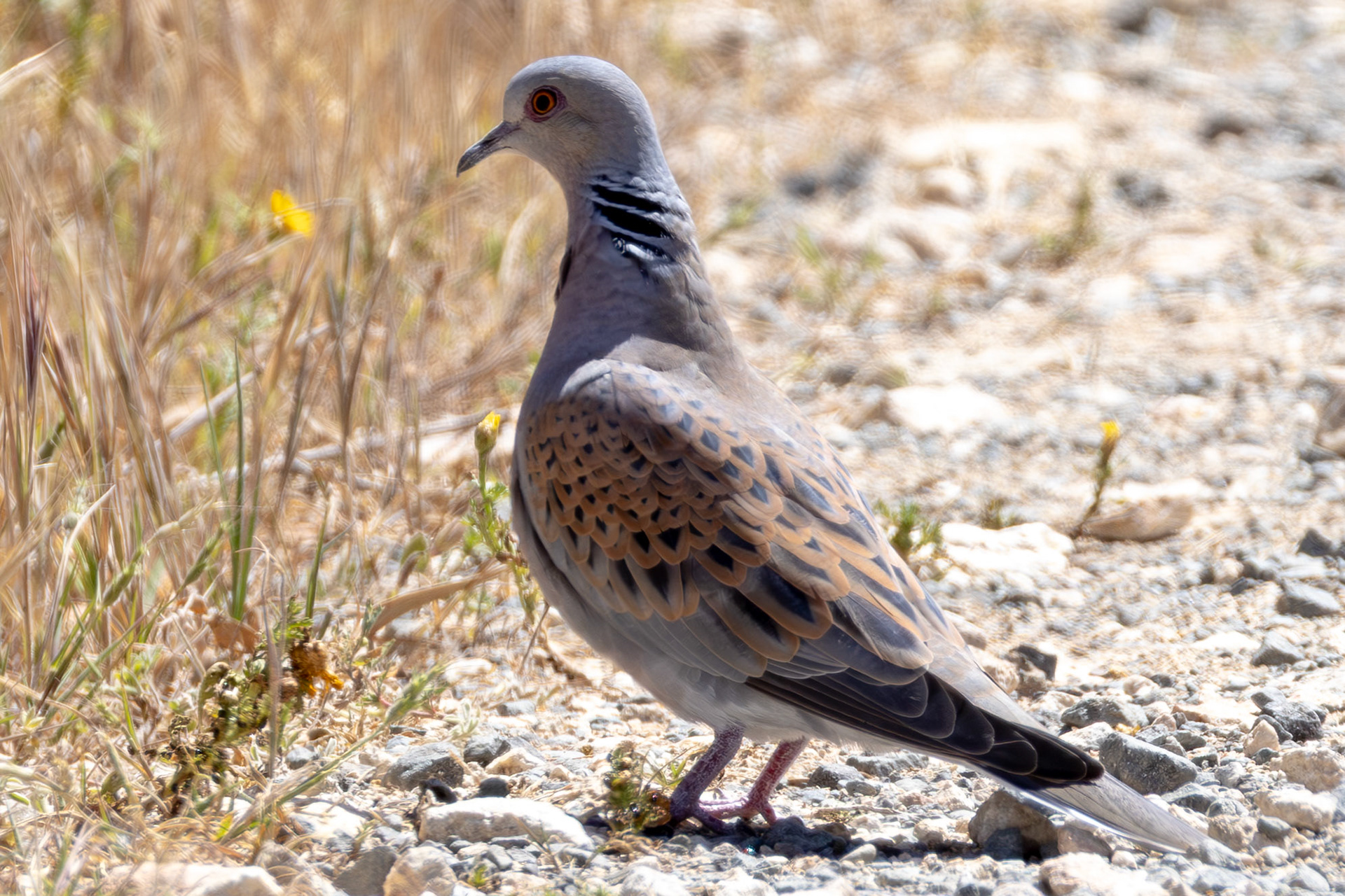 Turtle Dove