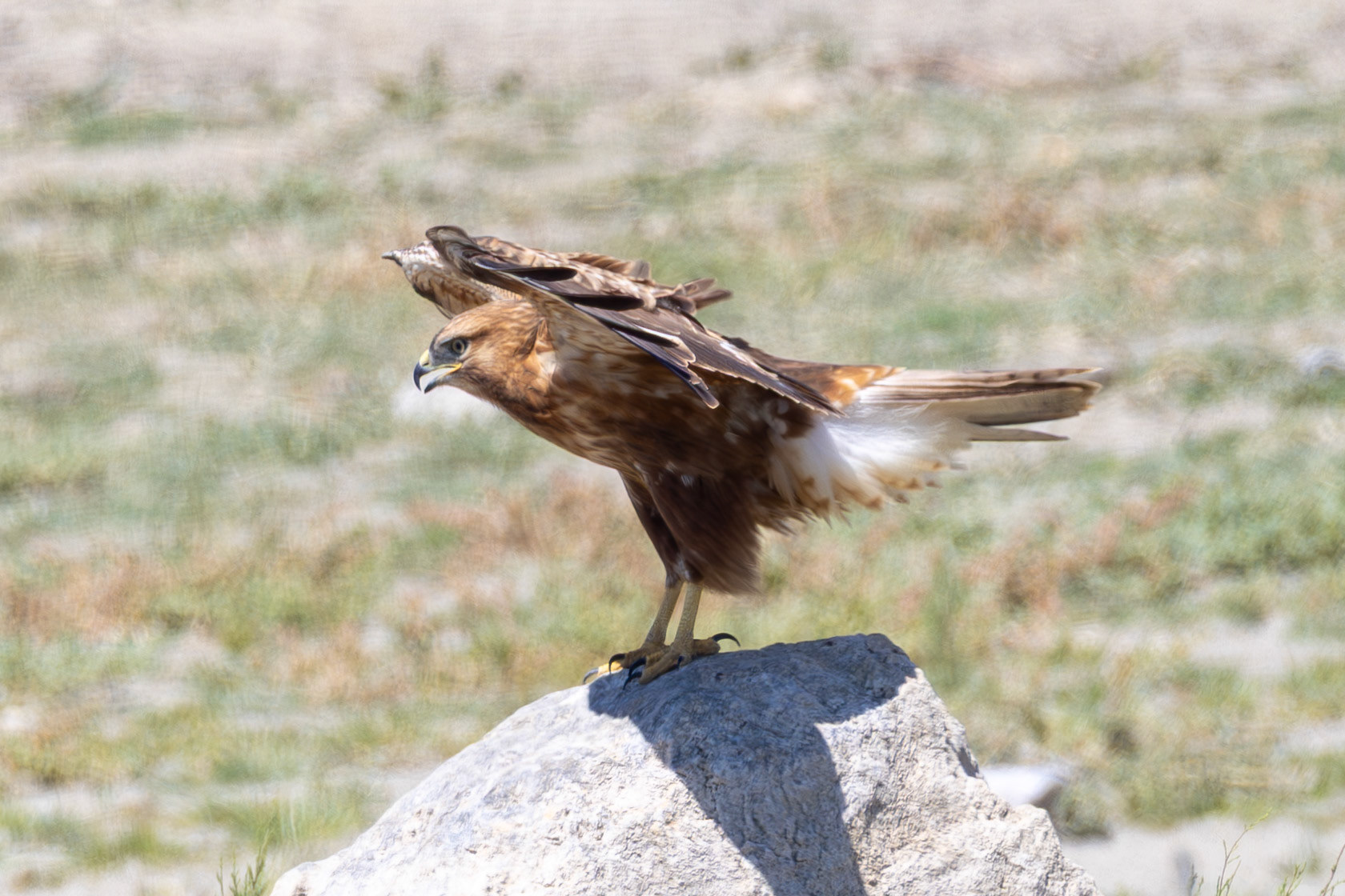 Long-legged Buzzard