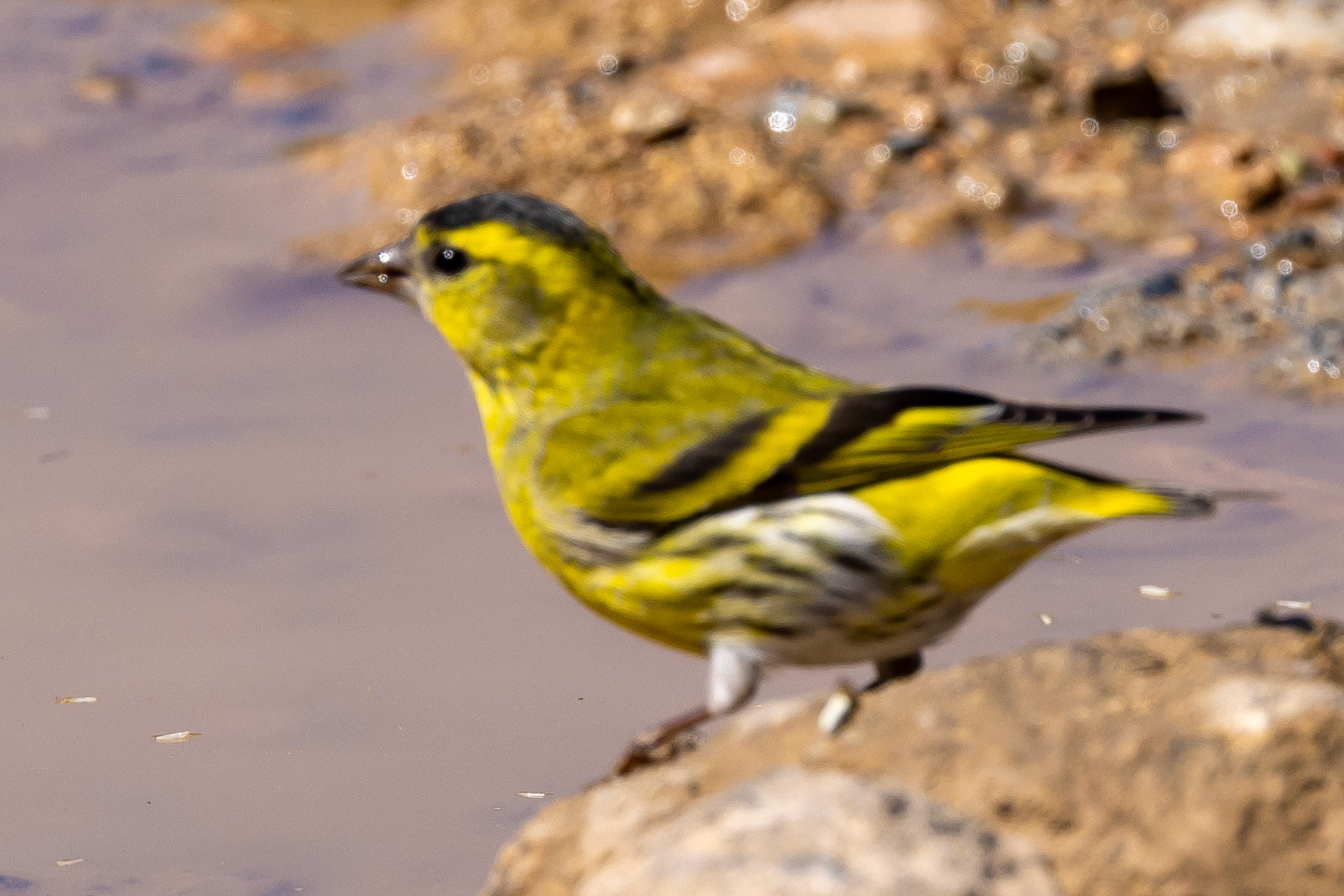 Siskin