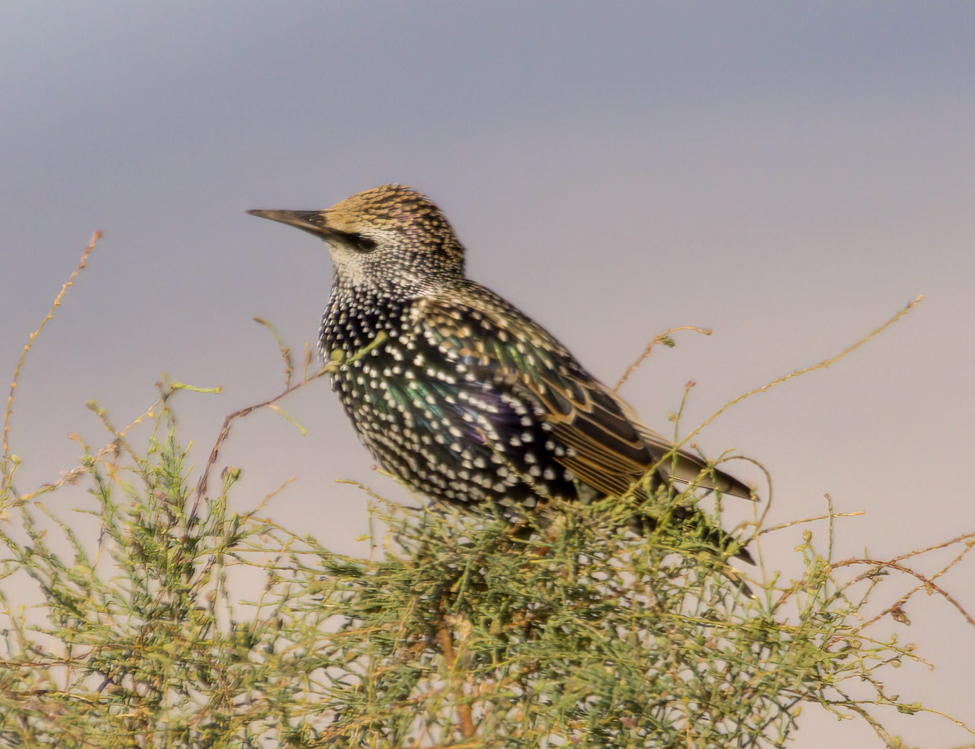 Starling