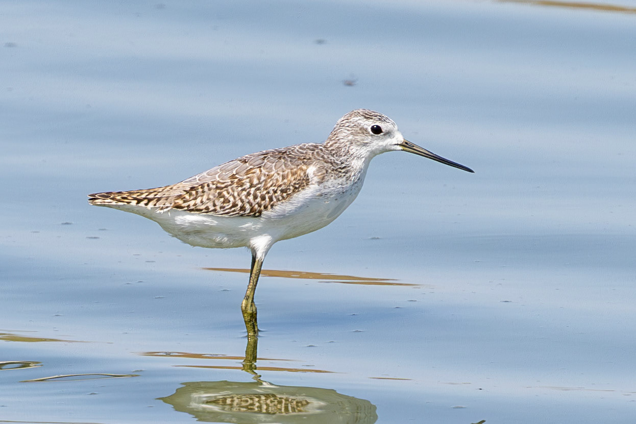Marsh Sandpiper