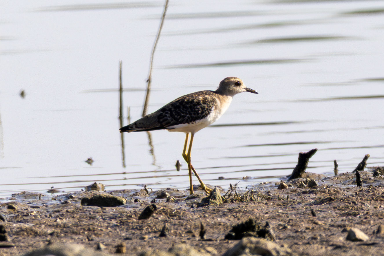 White-tailed Lapwing