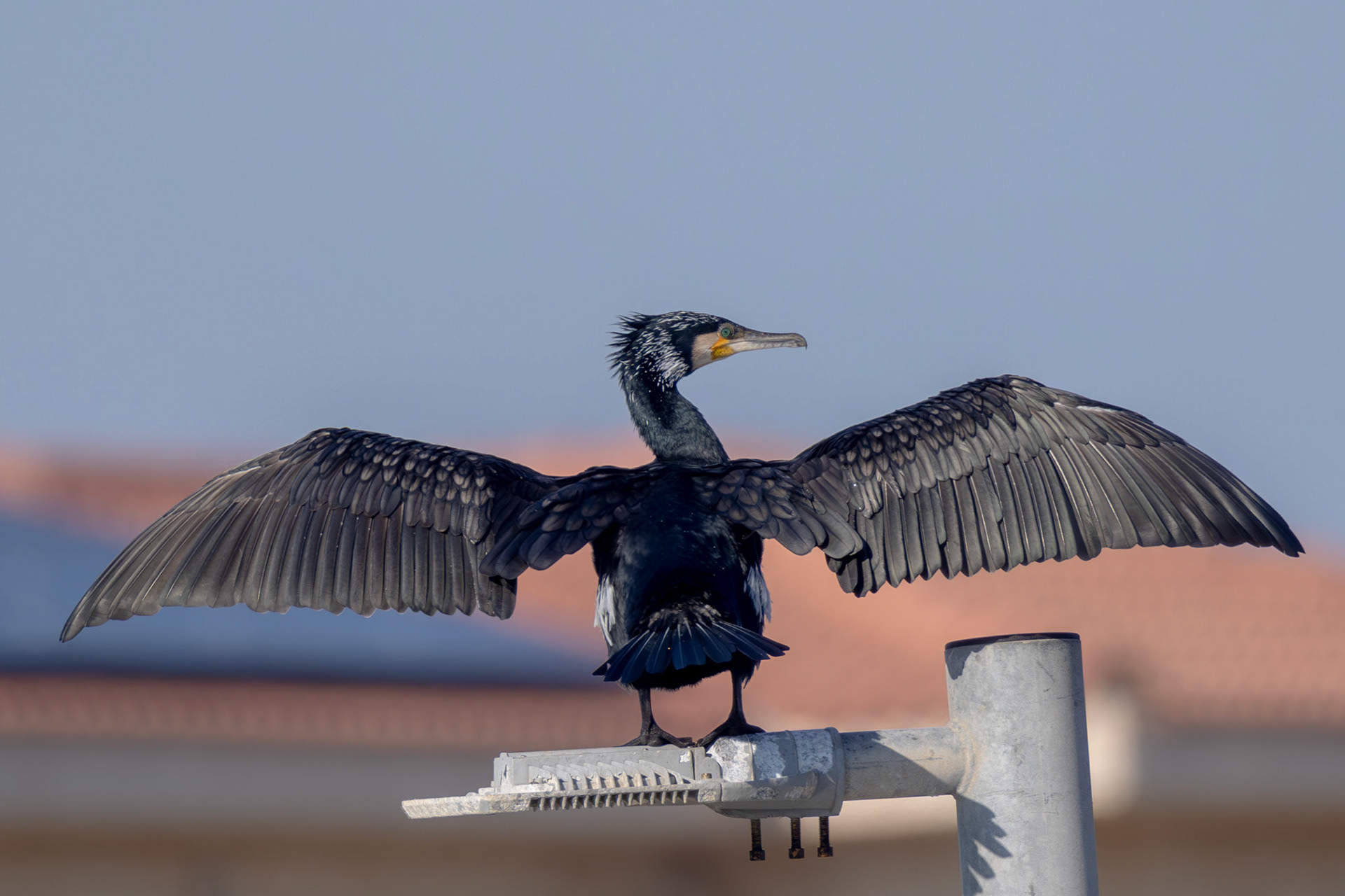 Great Cormorant
