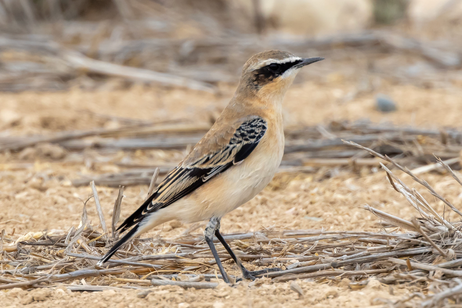 Wheatear