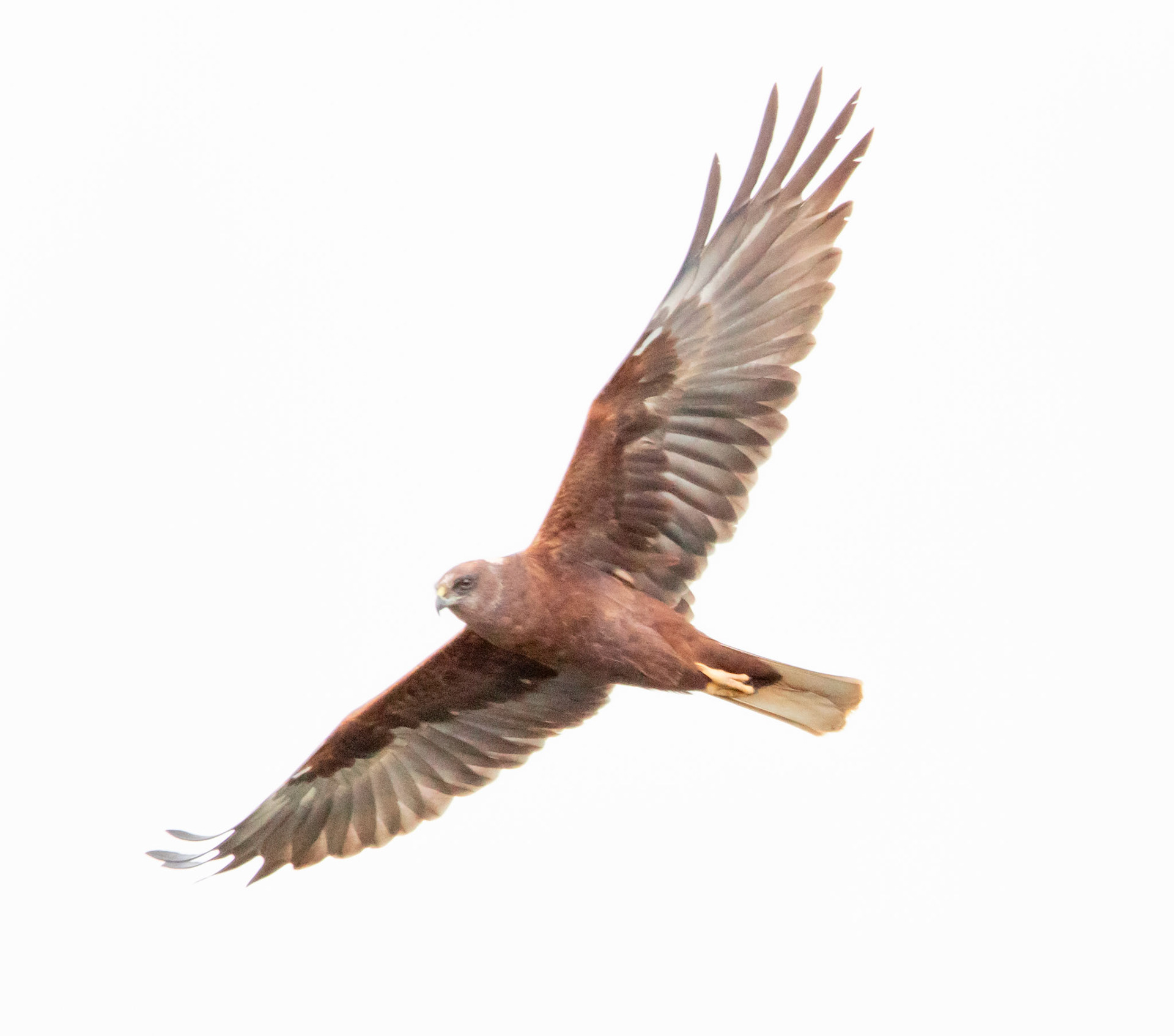 Marsh Harrier