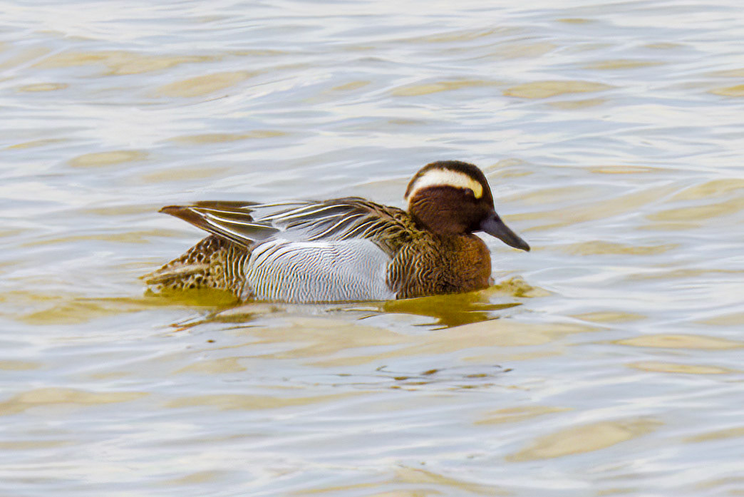 Garganey