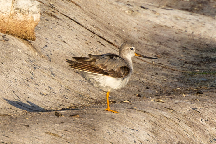 Terek Sandpiper