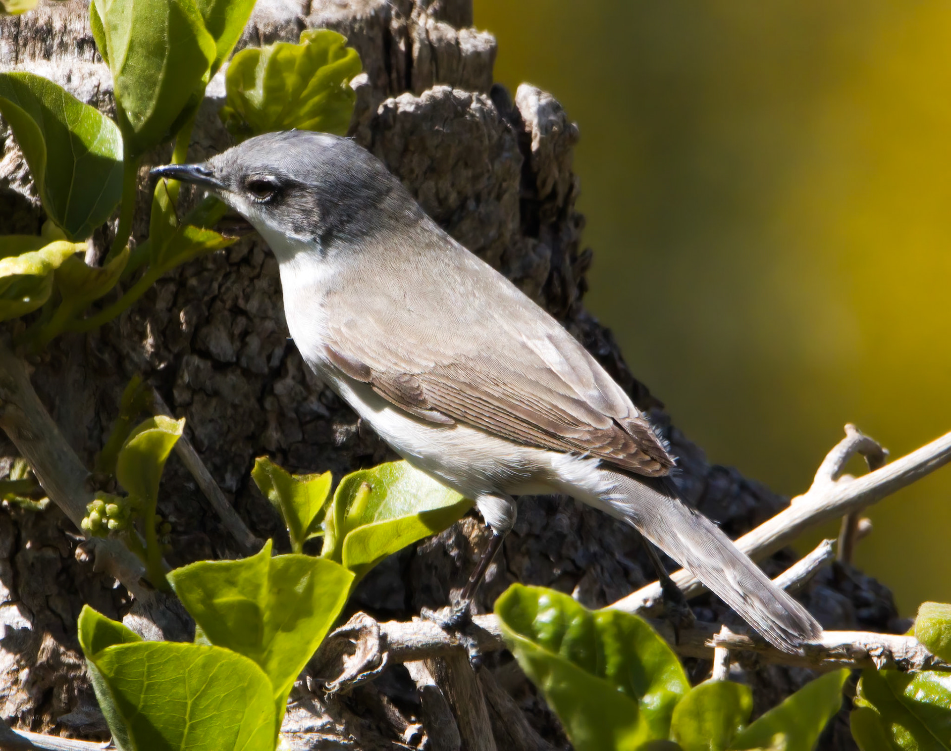 Lesser Whitethroat