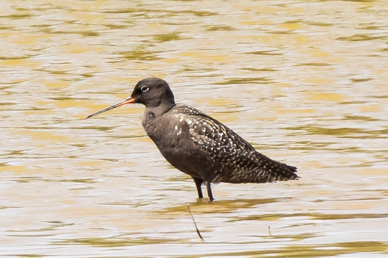 Spotted Redshank