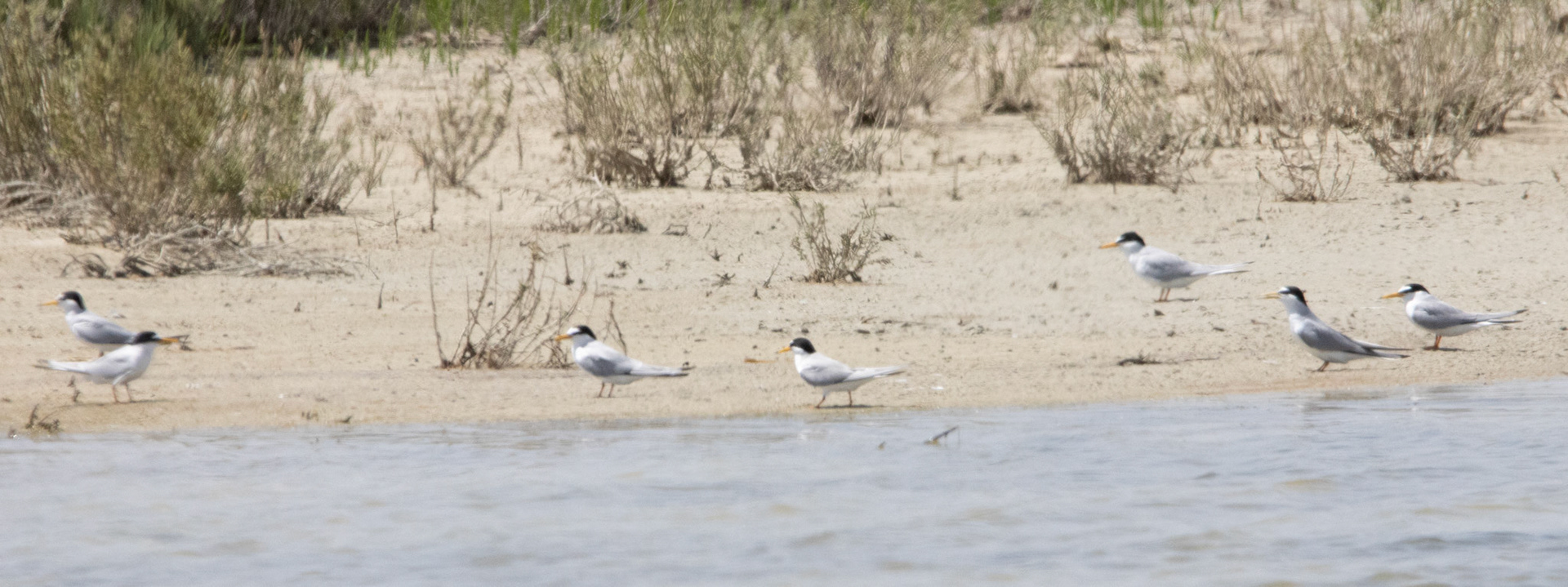 Little Tern