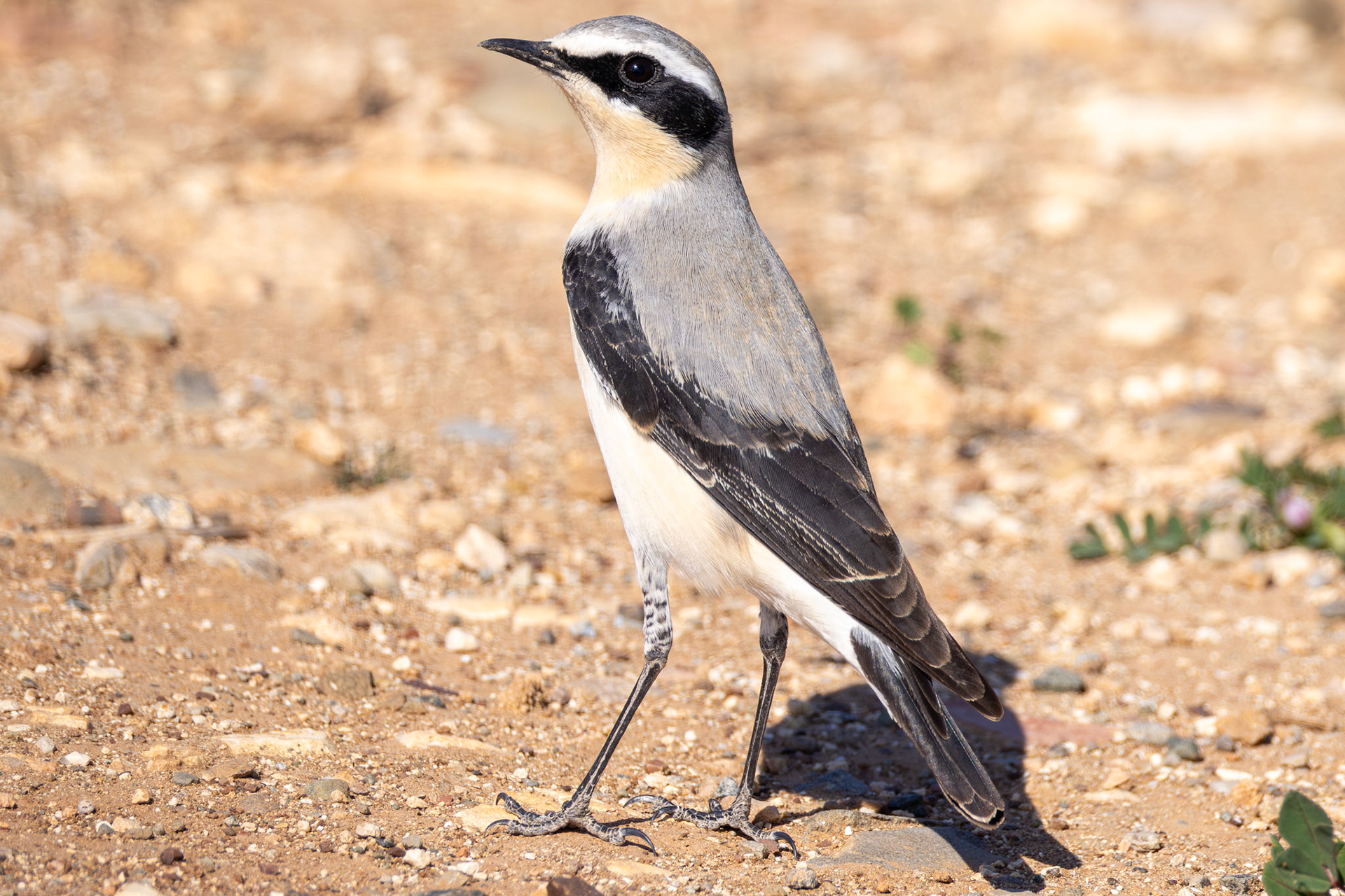 Wheatear