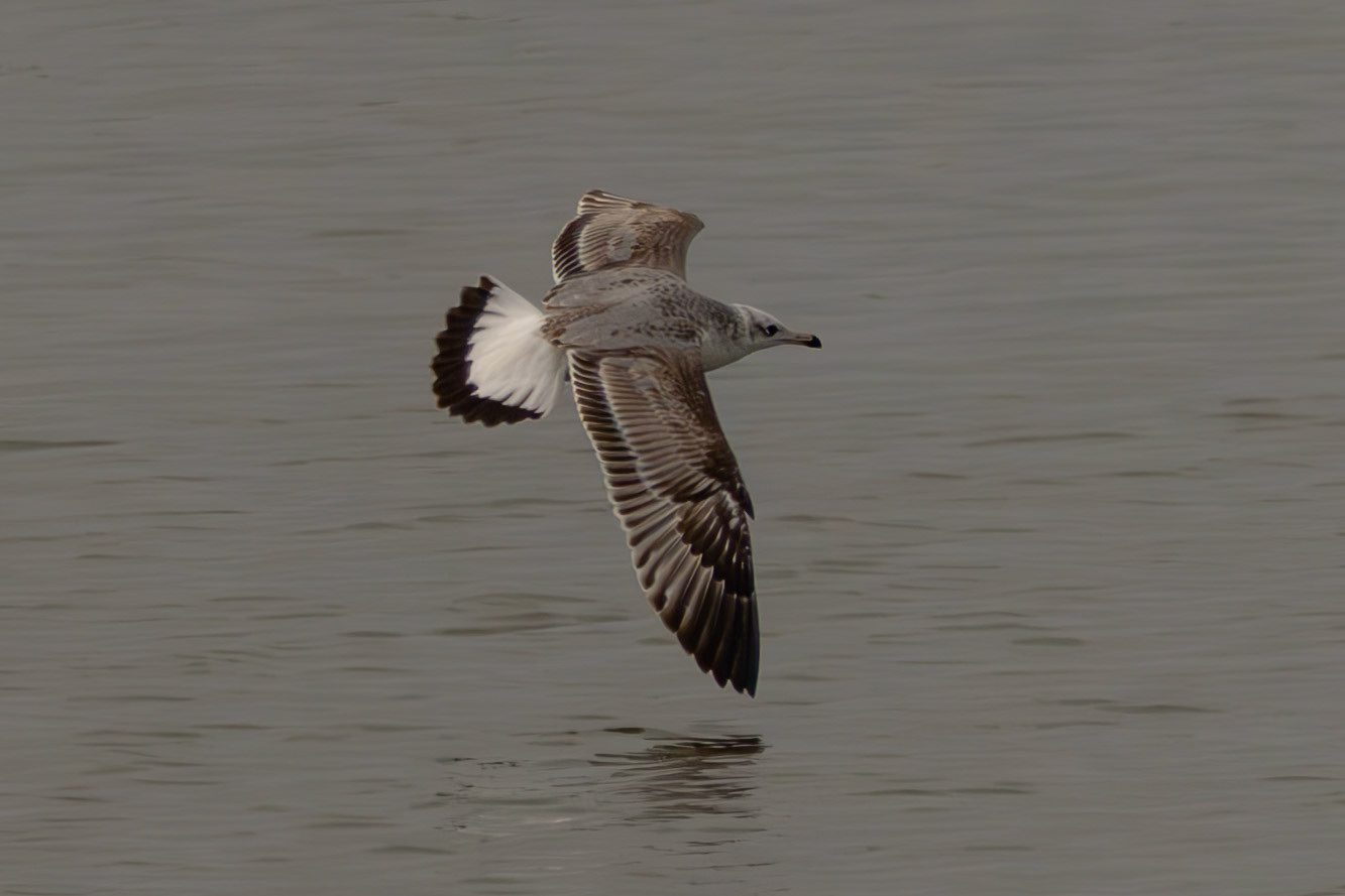 Pallas's Gull