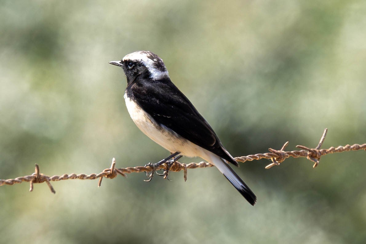 Cyprus Wheatear