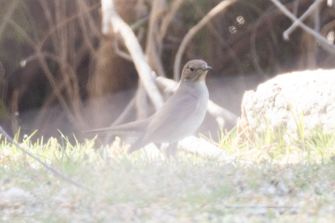 Thrush Nightingale