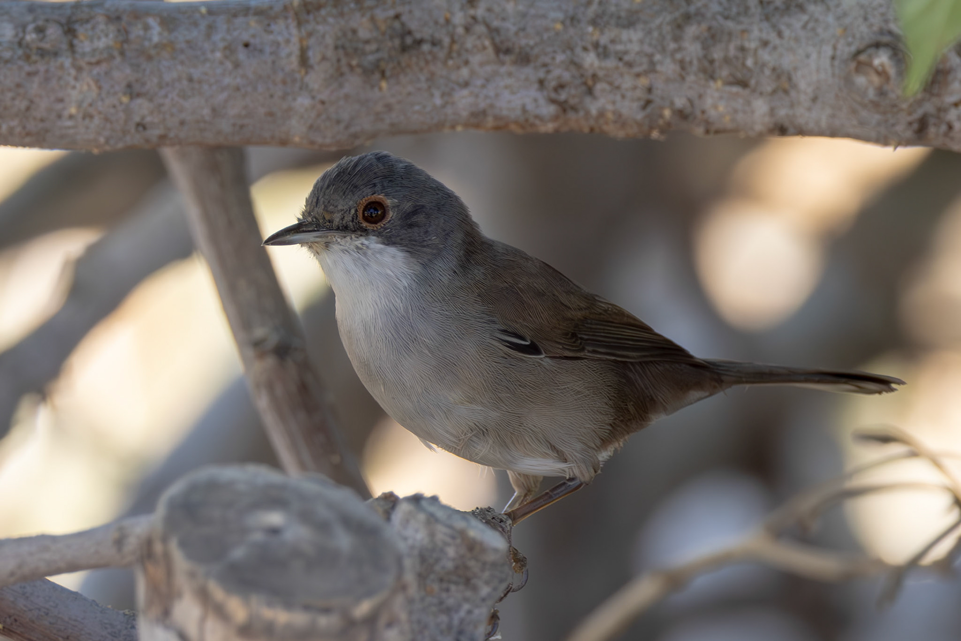 Sardinian Warbler