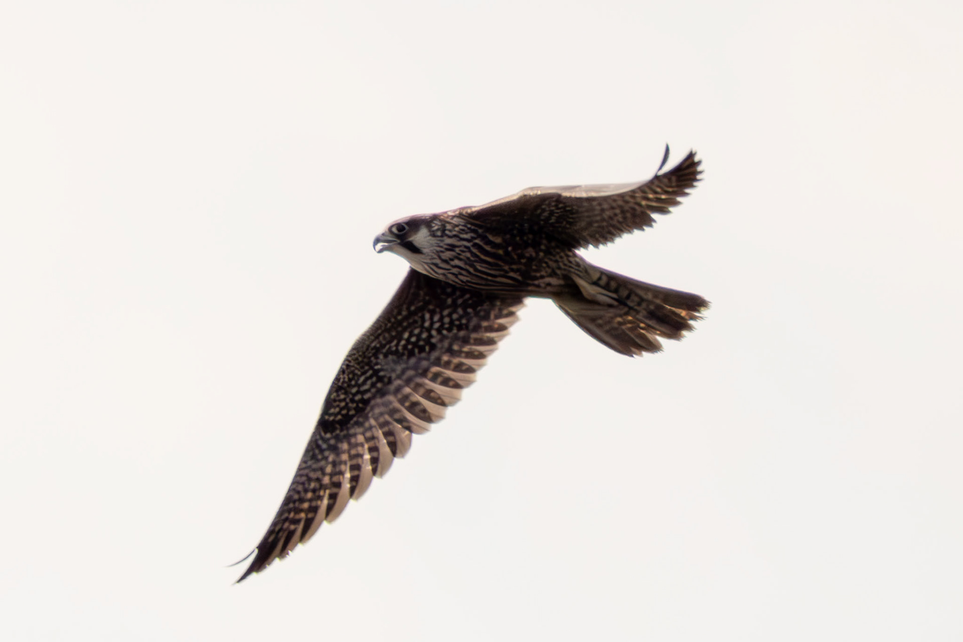 Peregrine