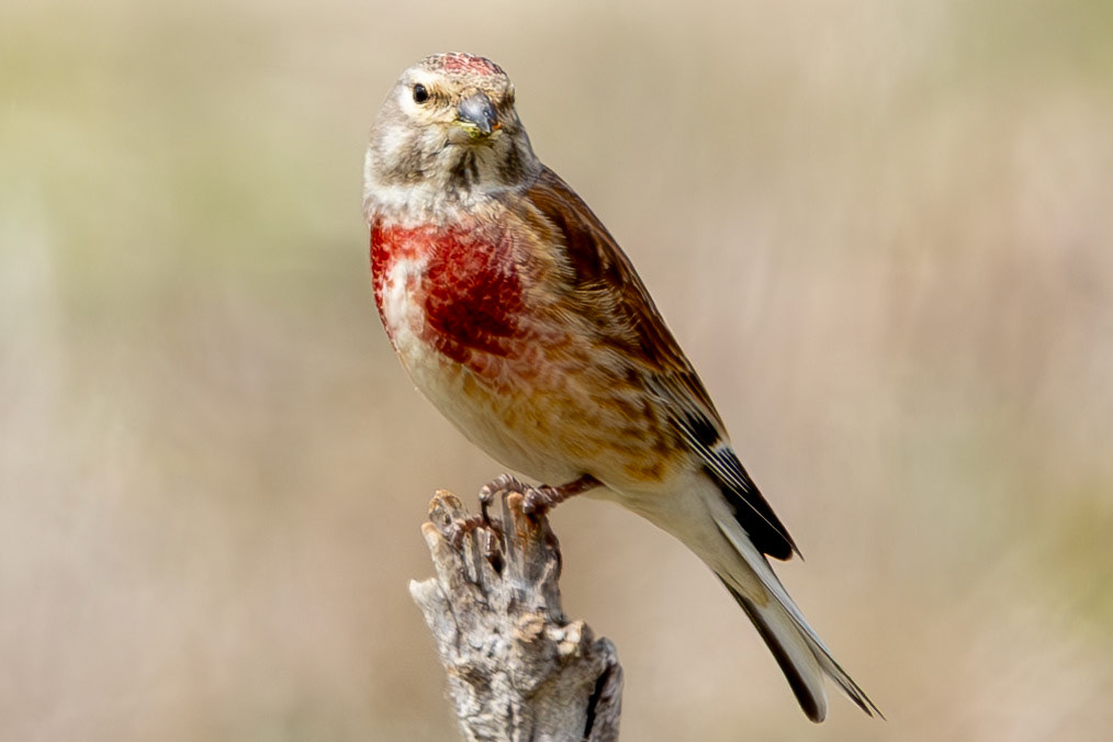 Linnet