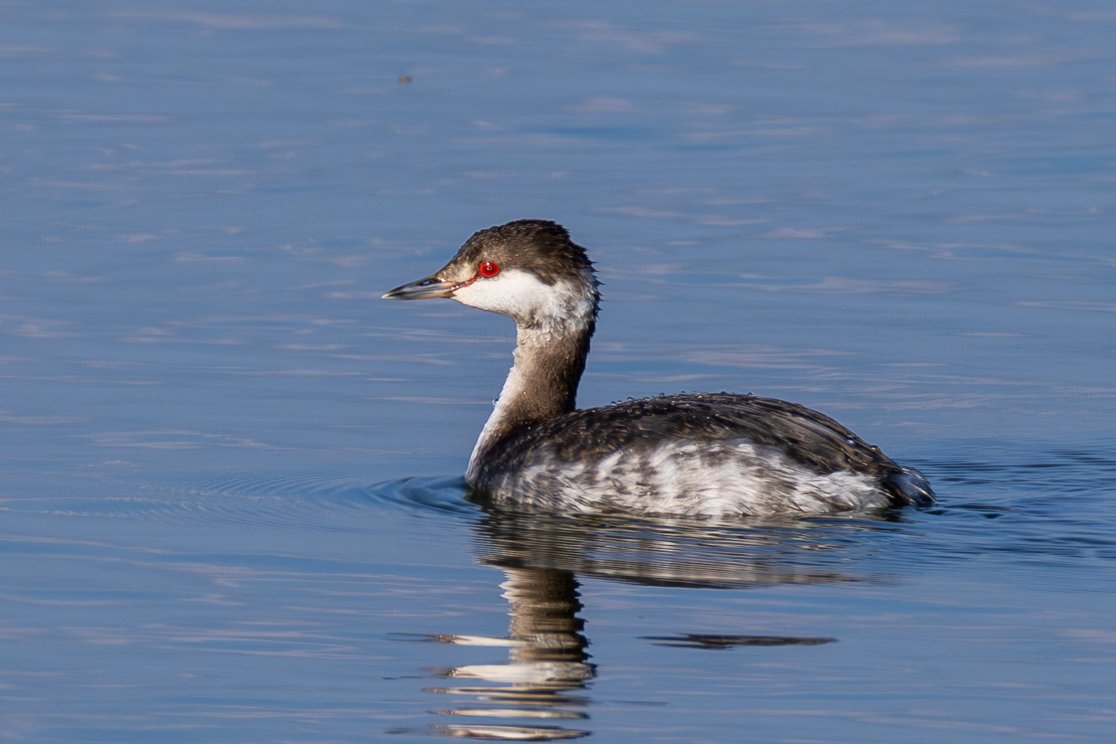 Slavonian Grebe