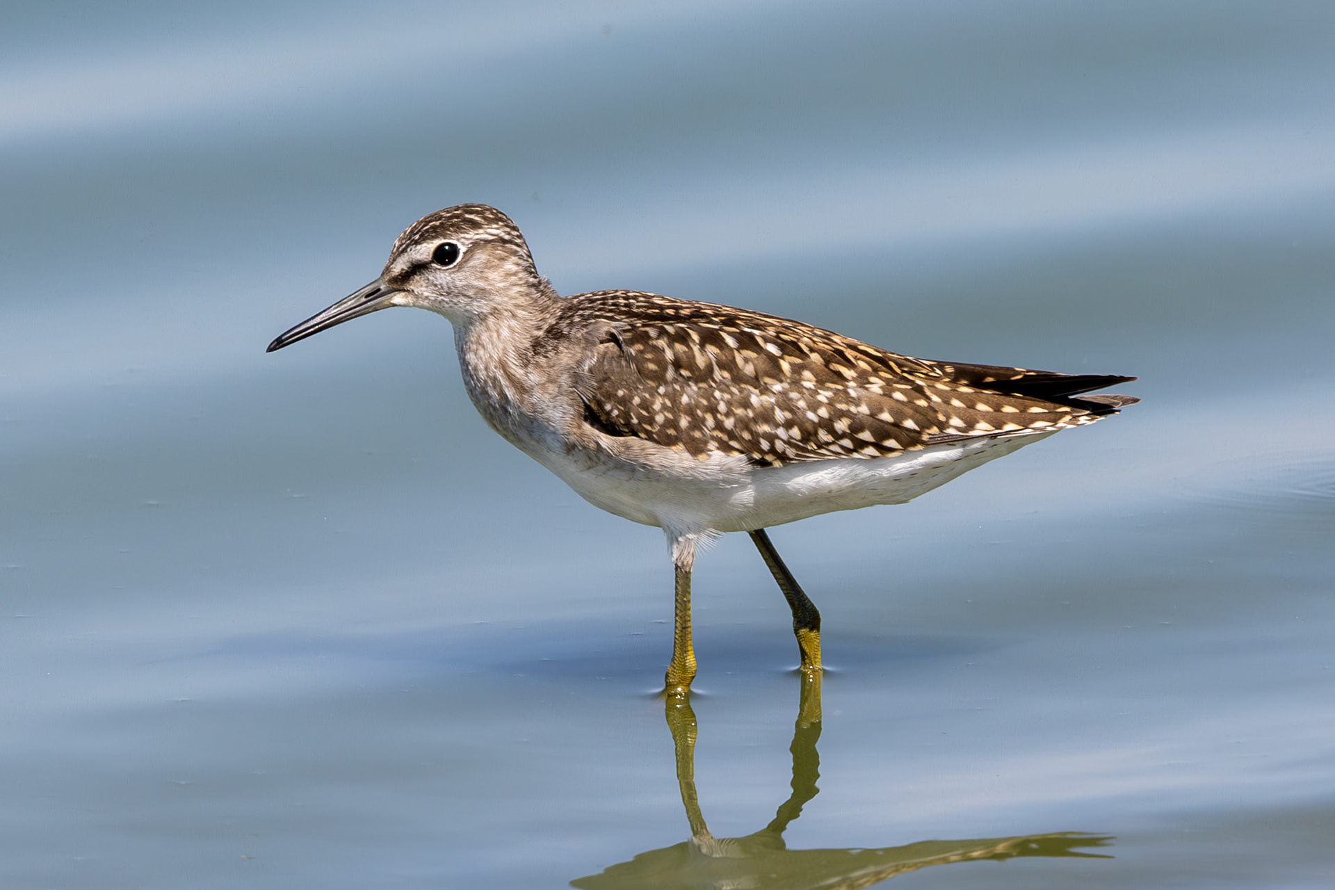 Wood Sandpiper_