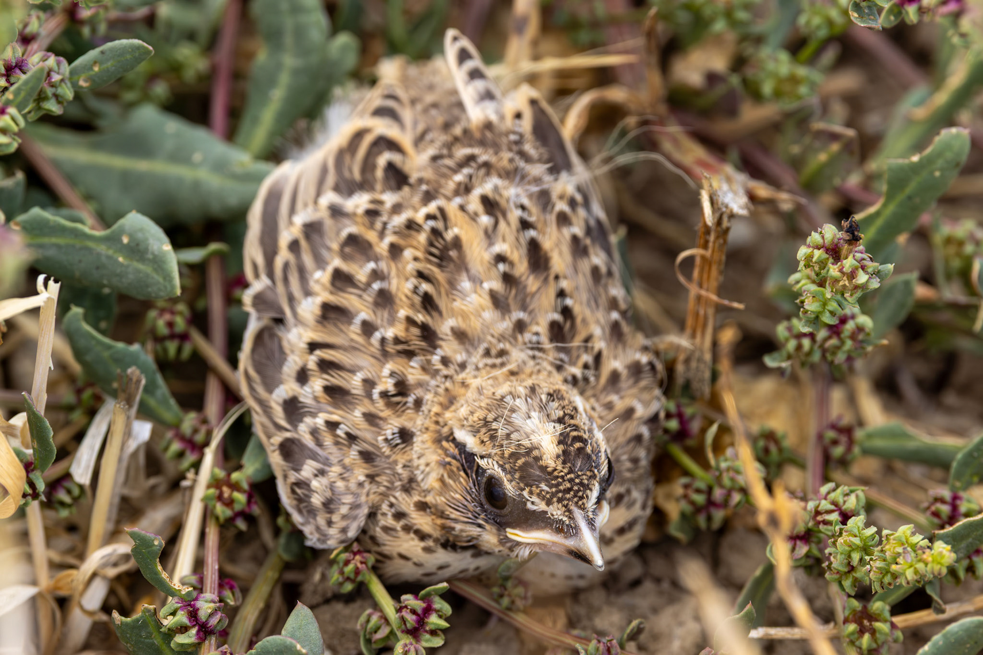 Calandra Lark