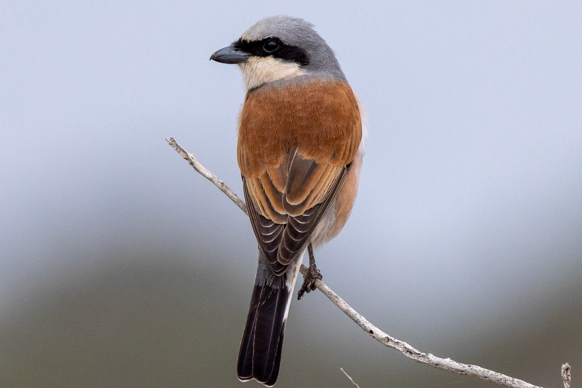 Red-backed Shrike
