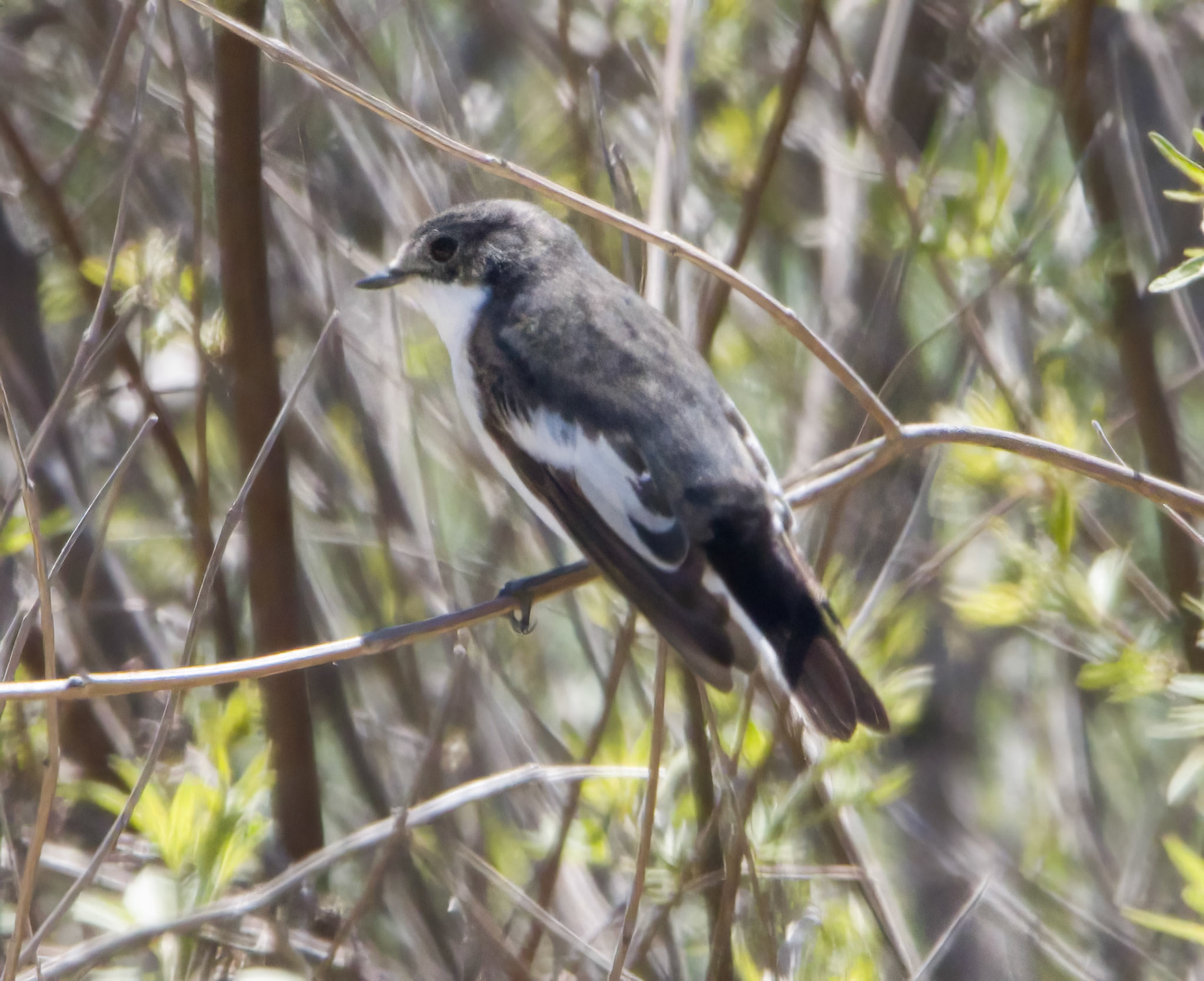 Pied Flycatcher
