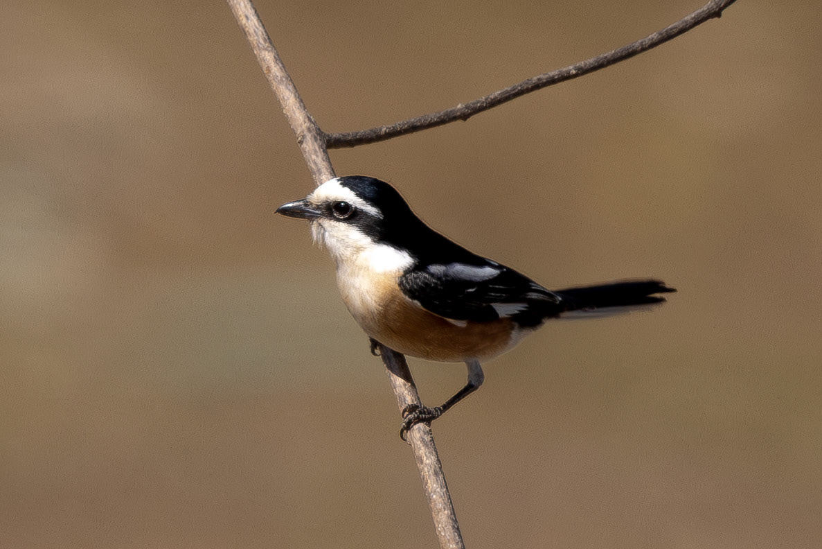 Masked Shrike