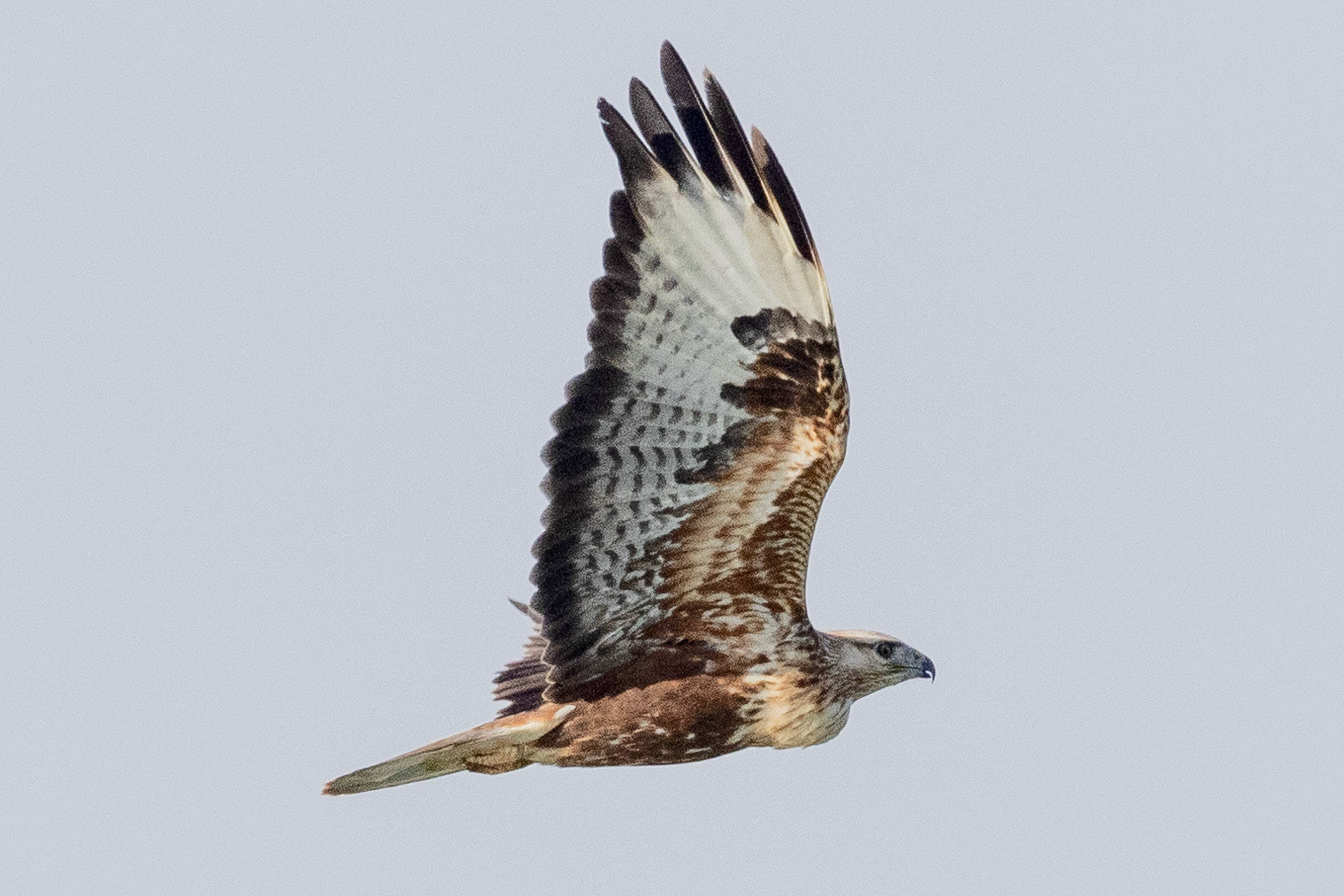 long=legged Buzzard