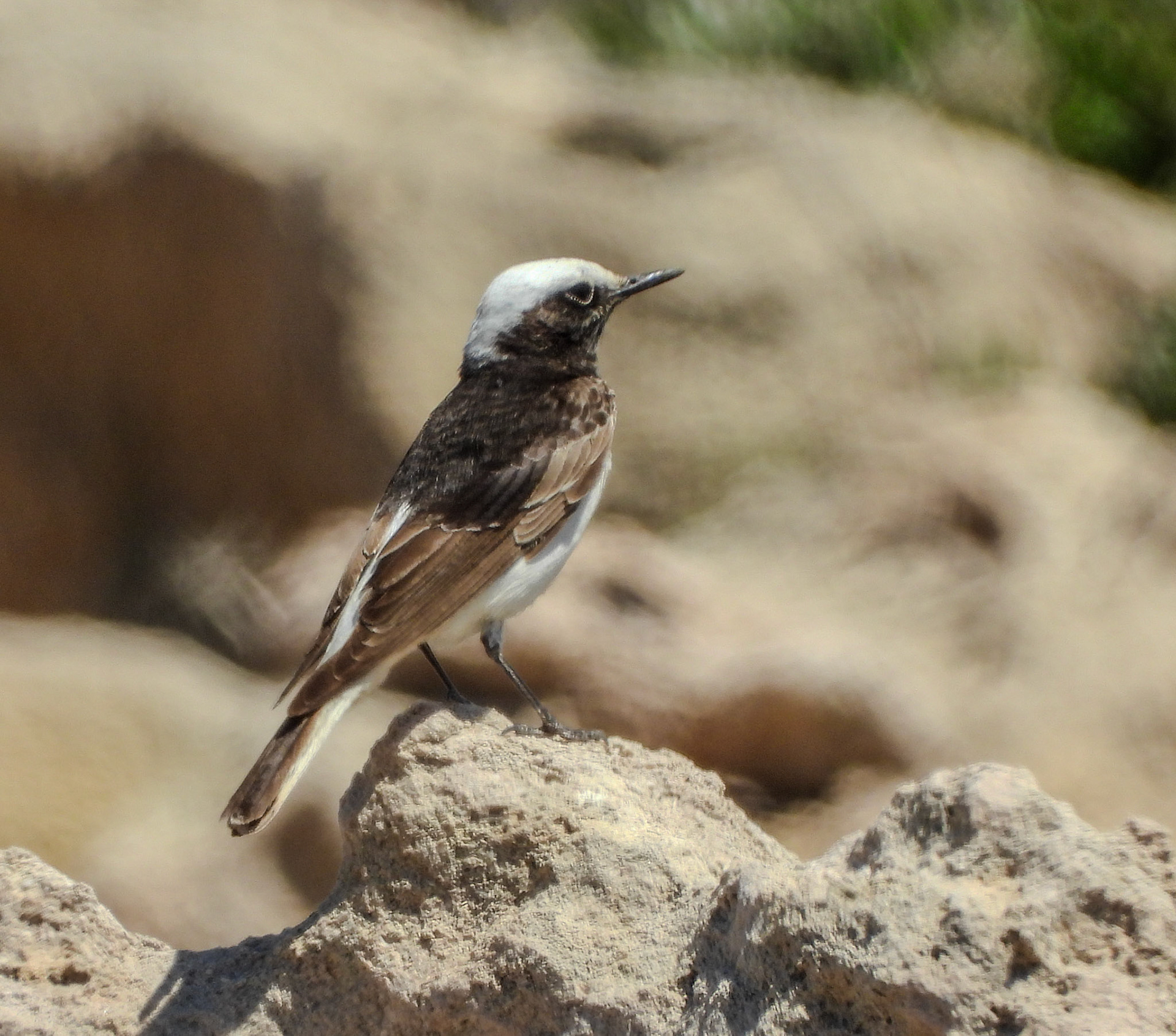 Hooded Wheatear