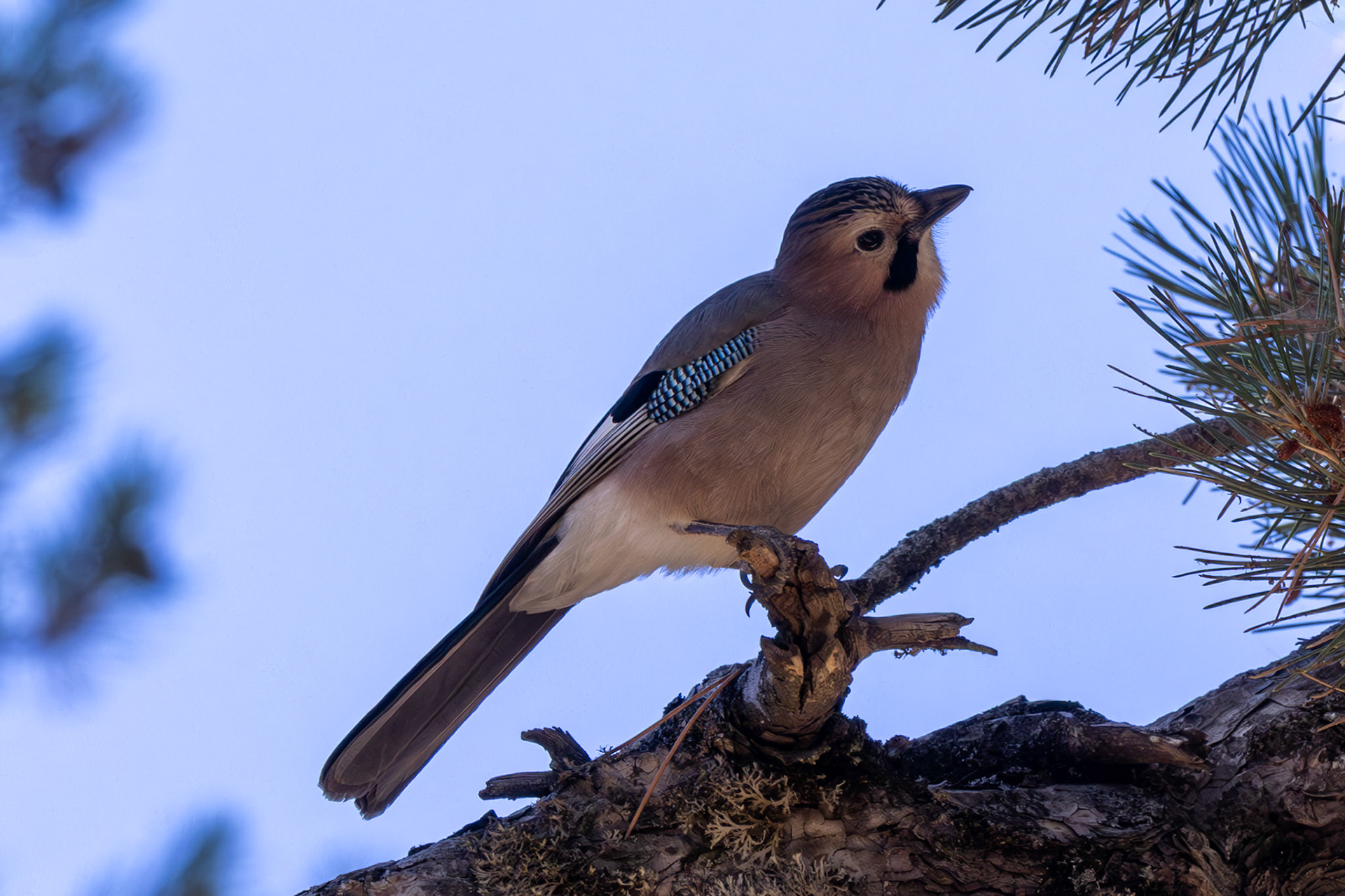 Eurasian Jay