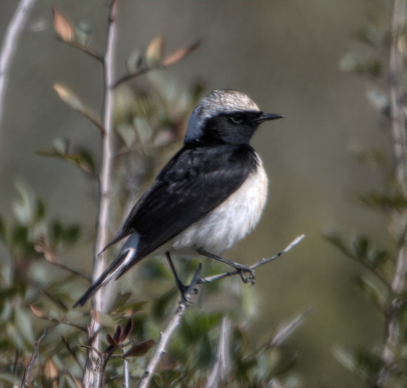 Cyprus Wheatear
