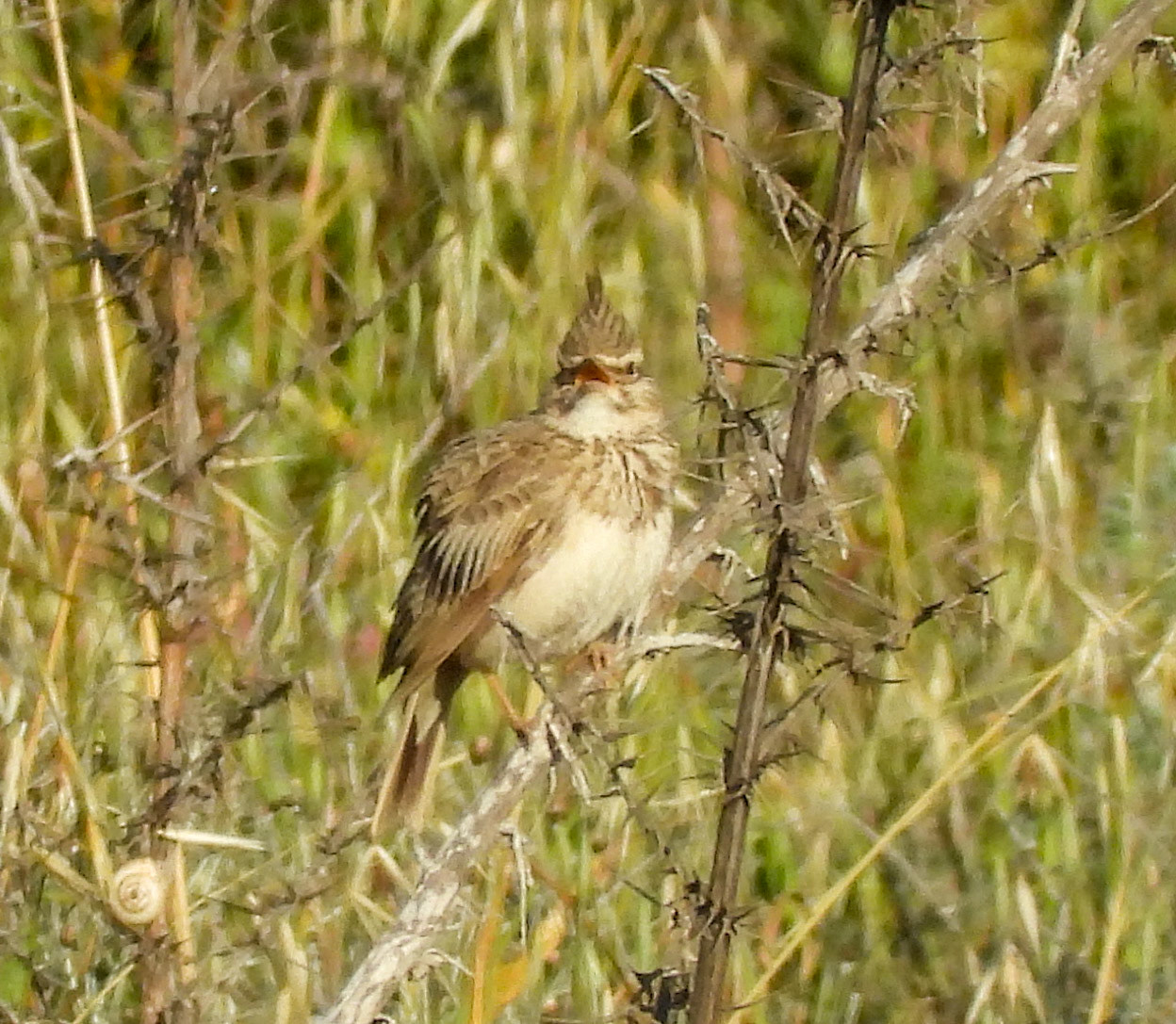 Crested Lark