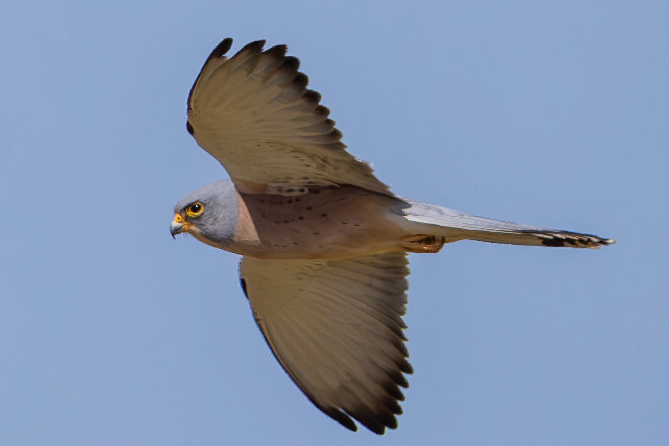 Lesser Kestrel