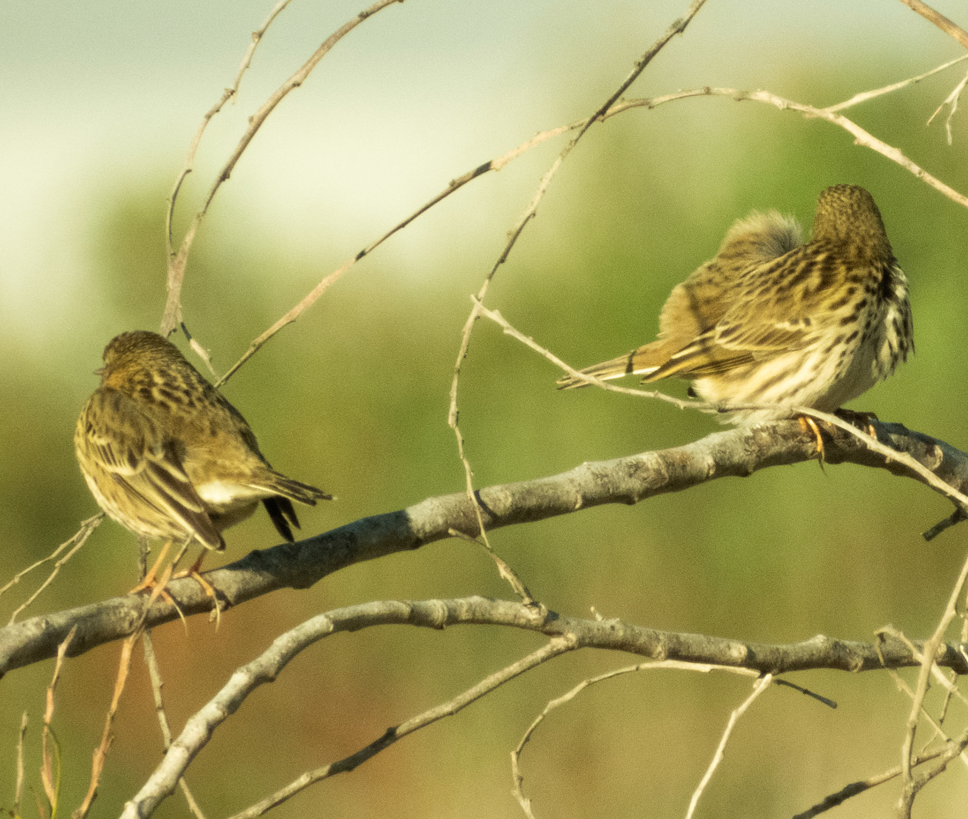 Meadow Pipit
