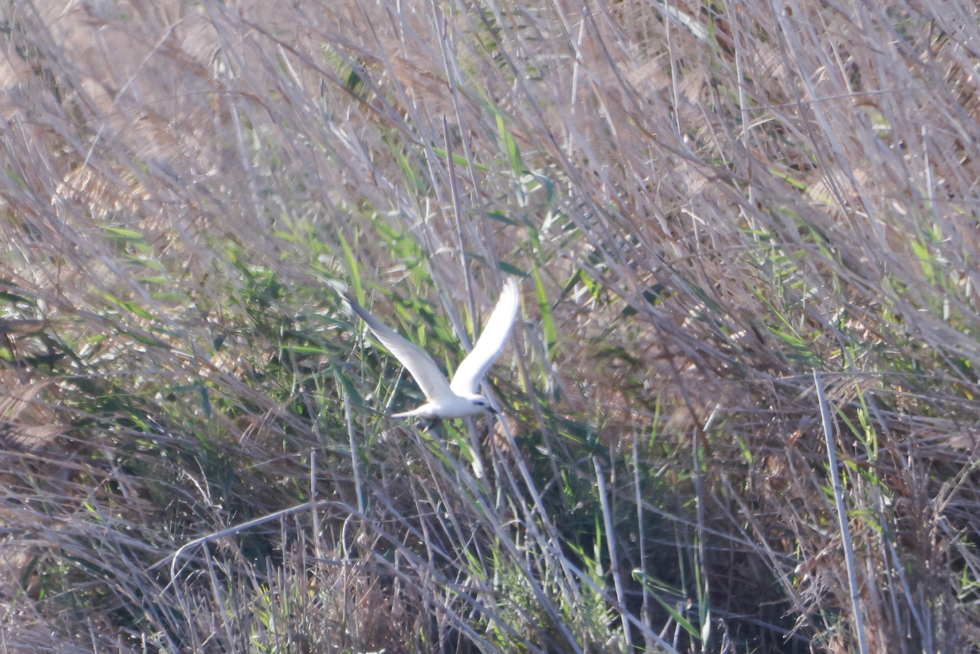 Gull-billed Tern