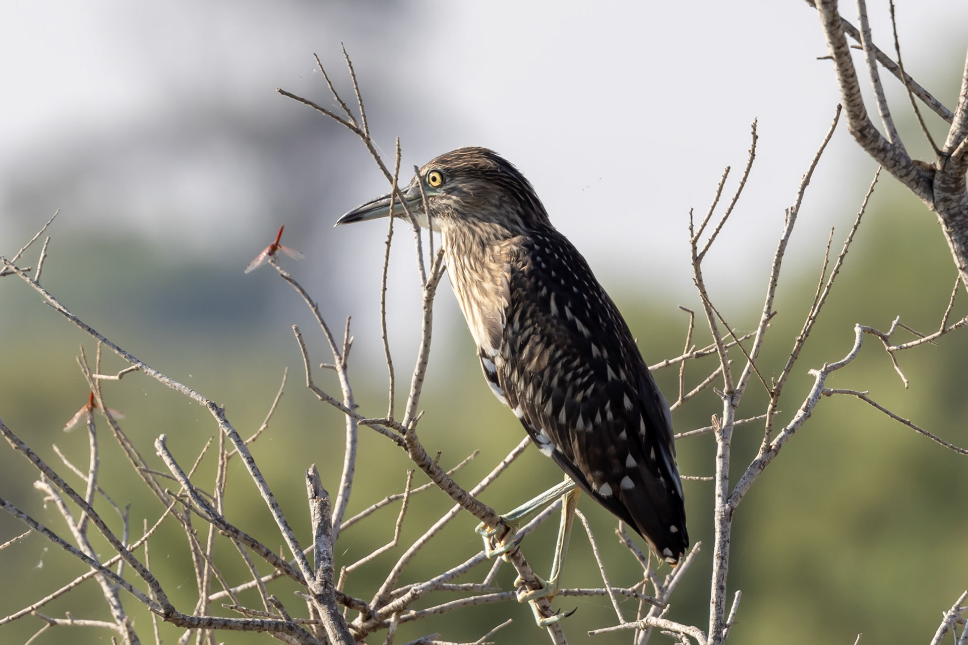 Black-crowned Night Heron
