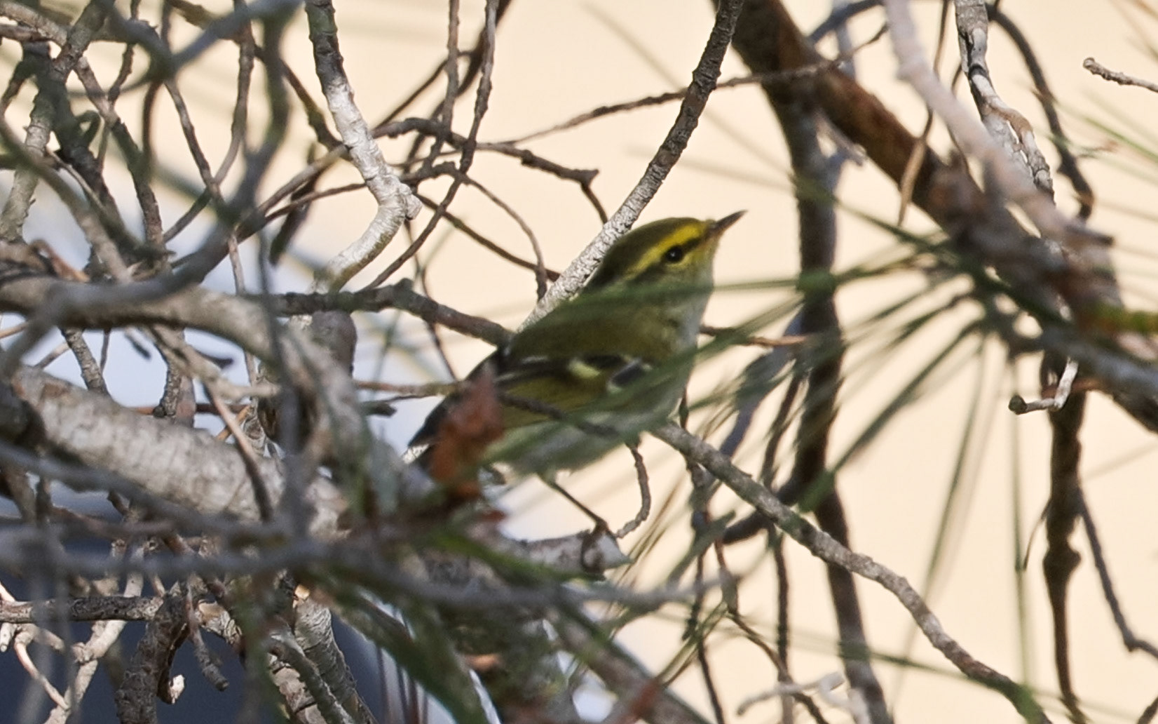 Pa;;as's Warbler