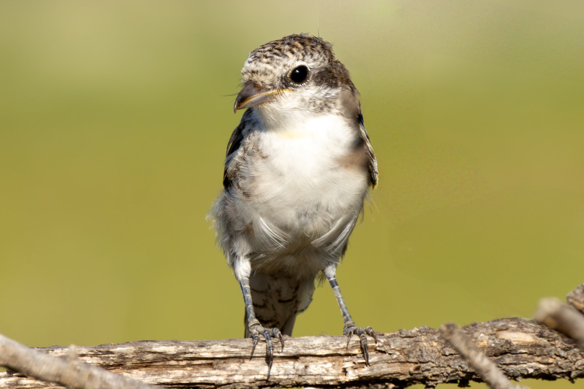 Masked Shrike