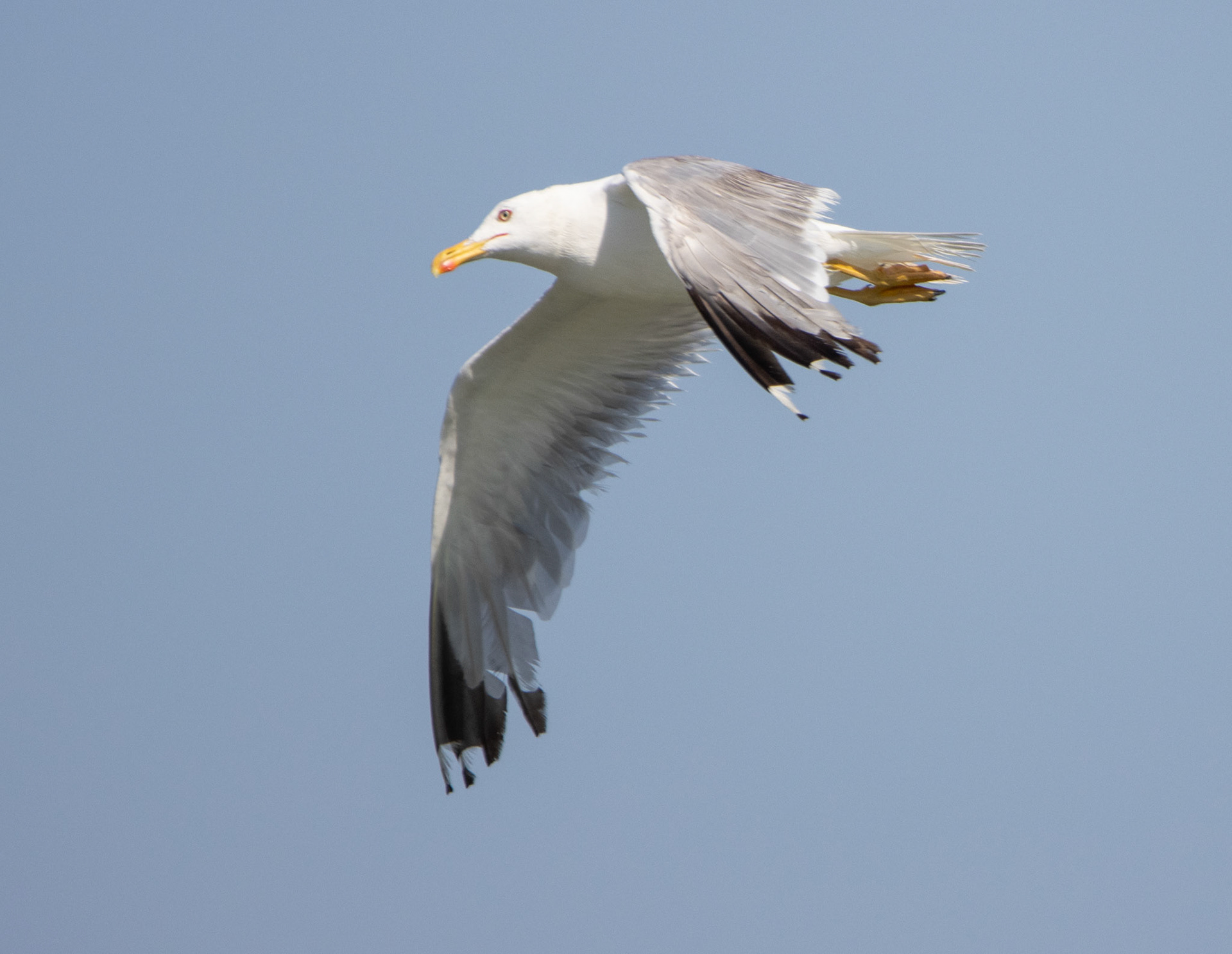 Yellow-legged Gull