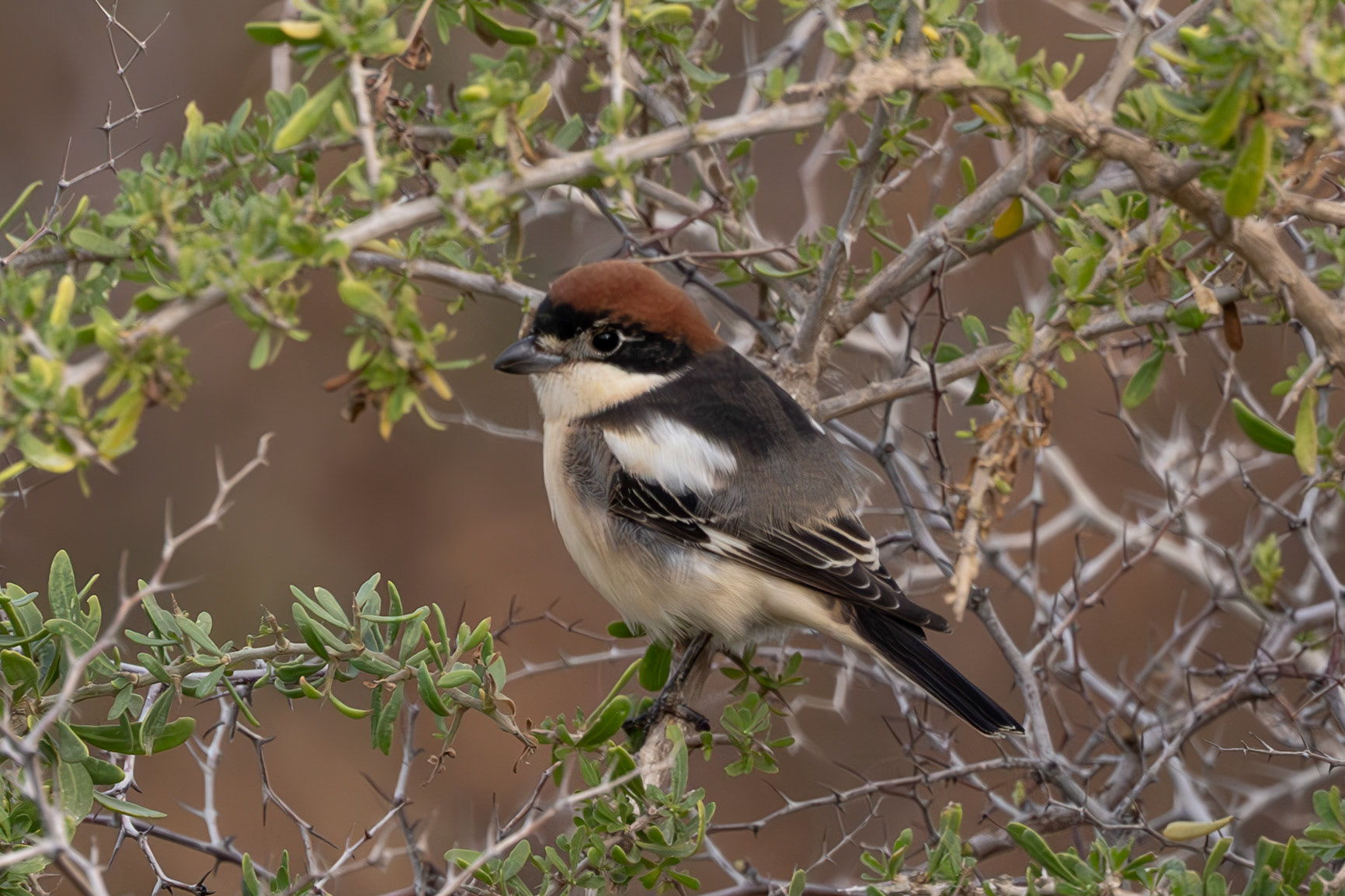 Woodchat Shrike