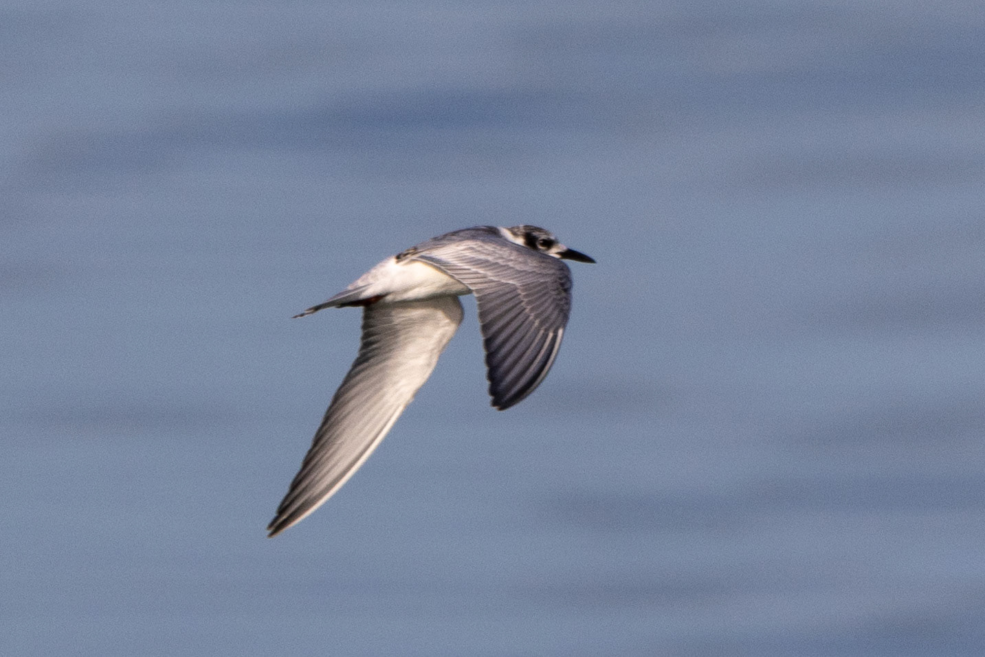 Whiskered Tern