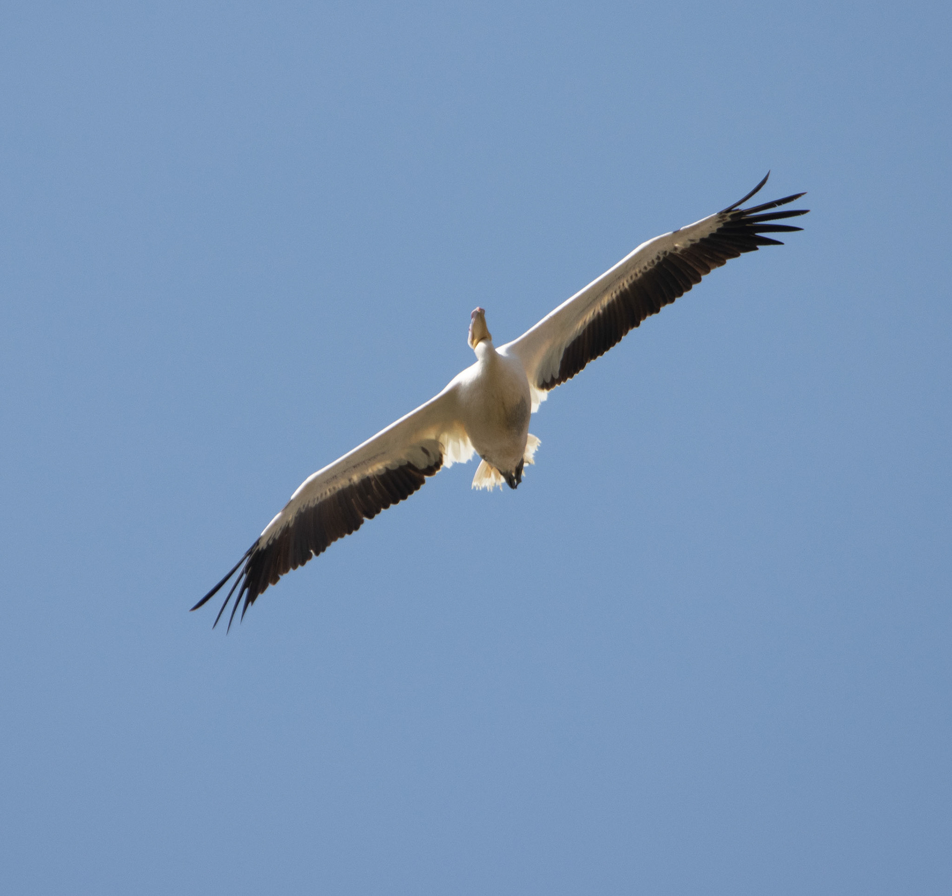 Pelican