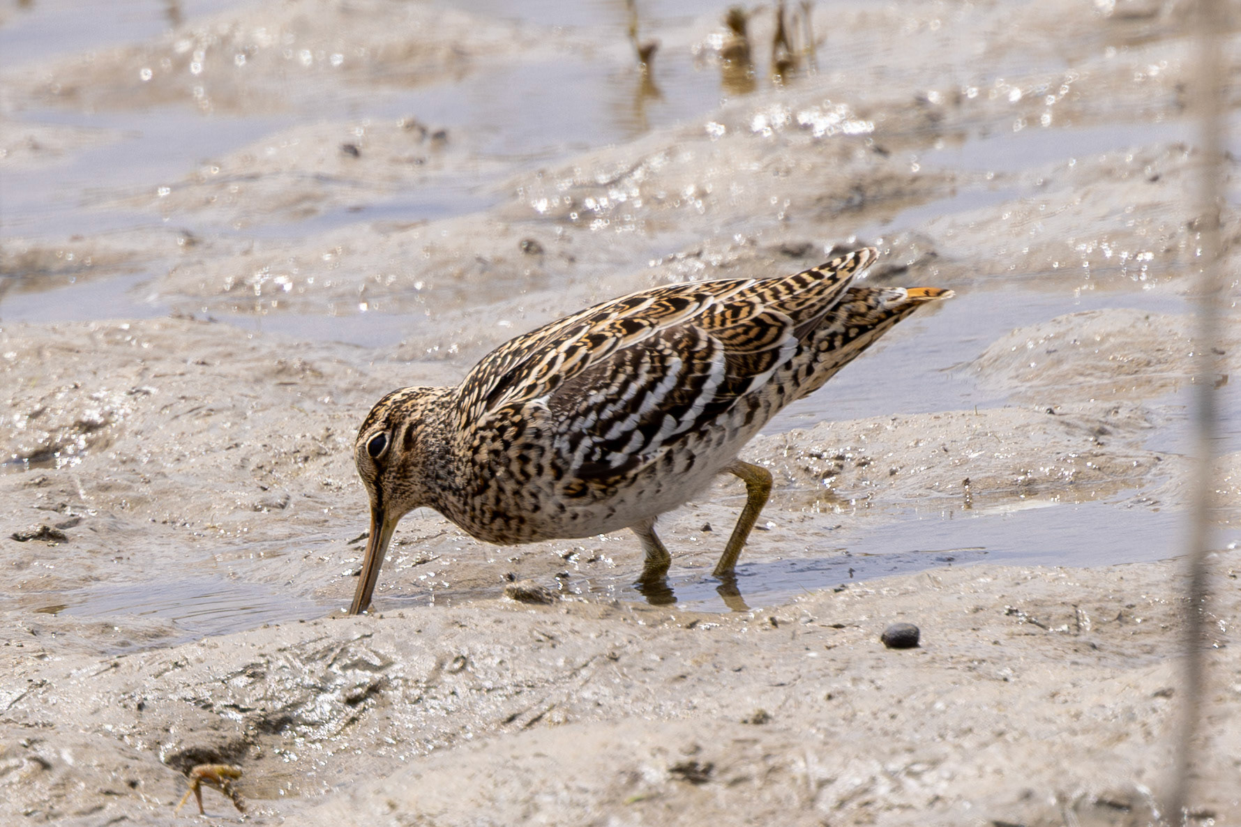 Great Snipe