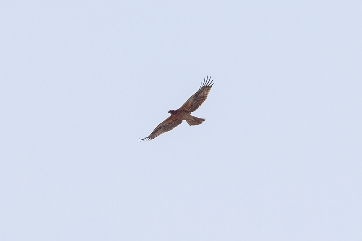 Bonelli's Eagle